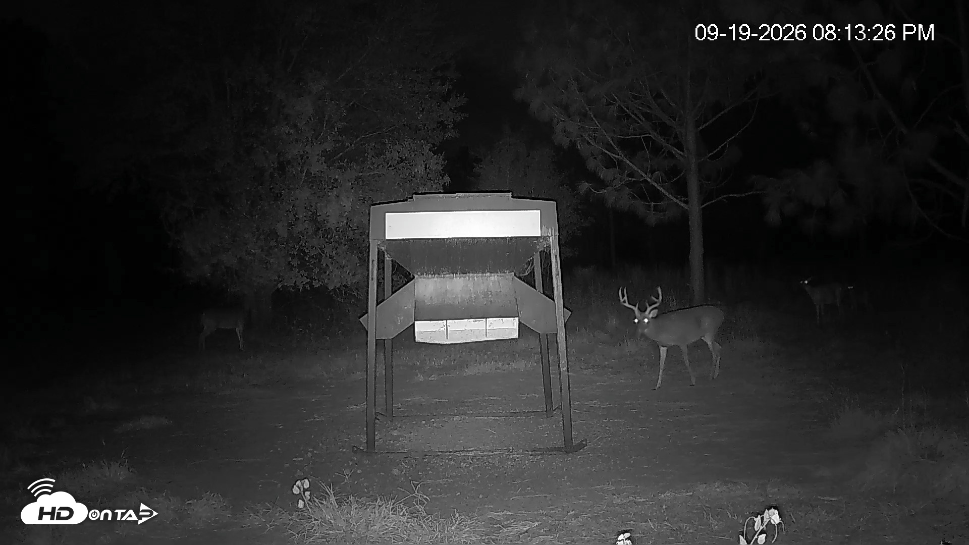 Snapshot of Leesburg Georgia Live Deer Feeder Webcam taken Sep 19, 2026, 8:13pm EDT