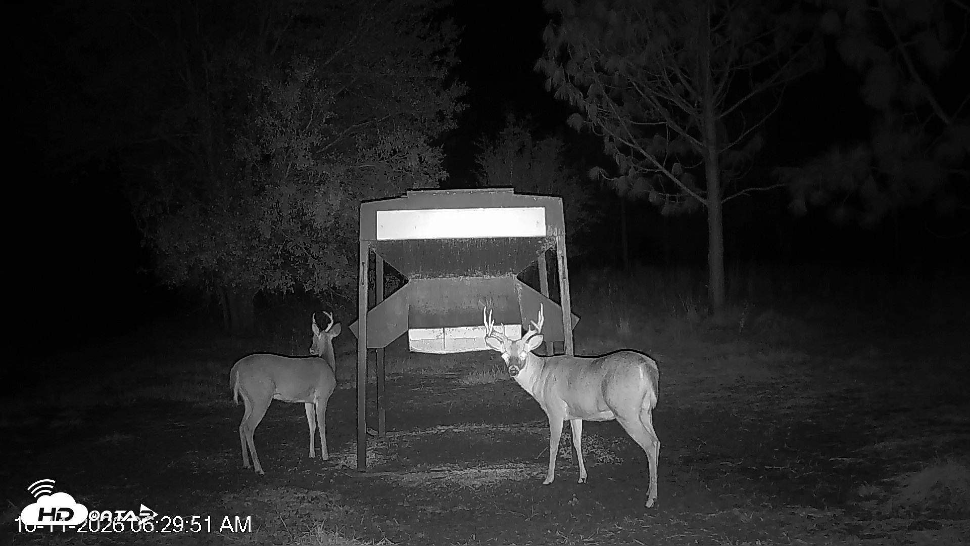 Snapshot of Leesburg Georgia Live Deer Feeder Webcam taken Oct 11, 2026, 6:29am EDT