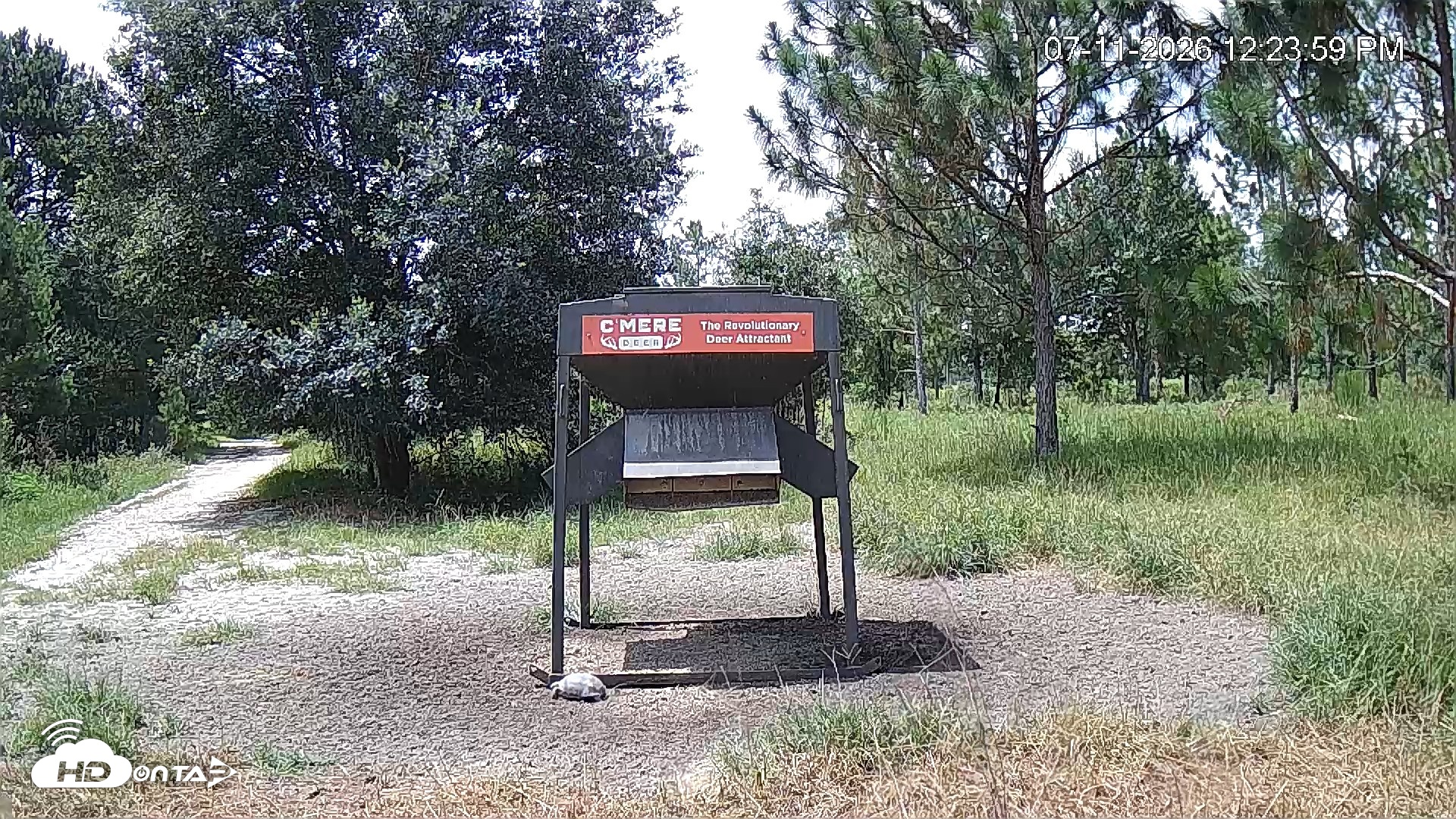 Snapshot of Leesburg Georgia Live Deer Feeder Webcam taken Jul 11, 2026, 12:23pm EDT
