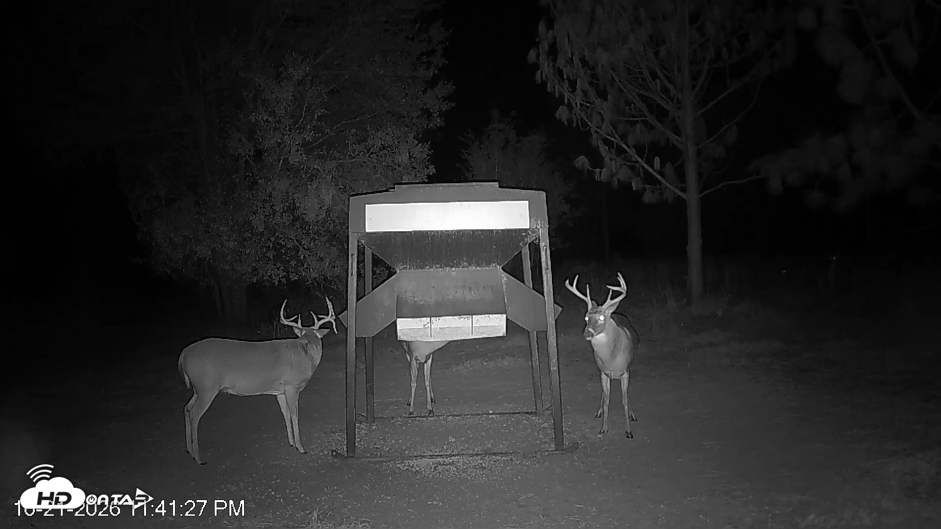 Snapshot of Leesburg Georgia Live Deer Feeder Webcam taken Oct 21, 2026, 11:41pm EDT