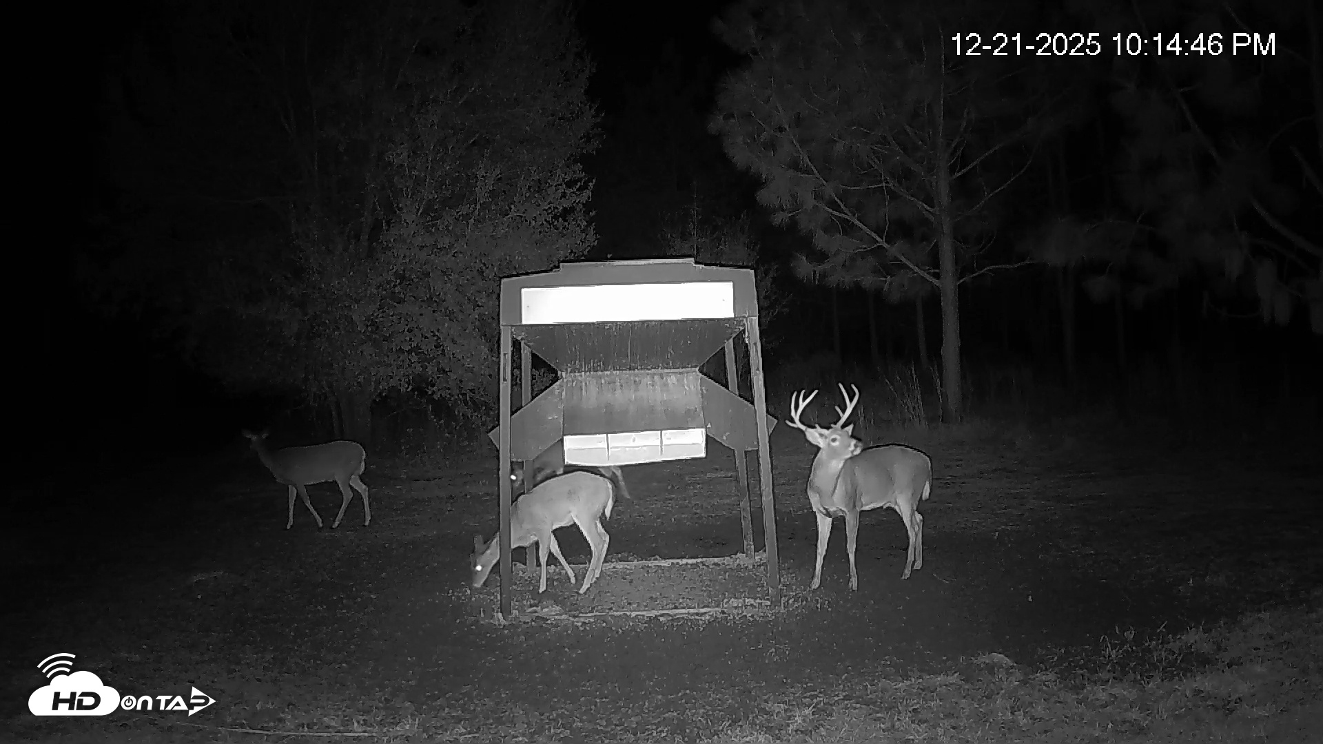 Snapshot of Leesburg Georgia Live Deer Feeder Webcam taken Dec 21, 2025, 10:14pm EST