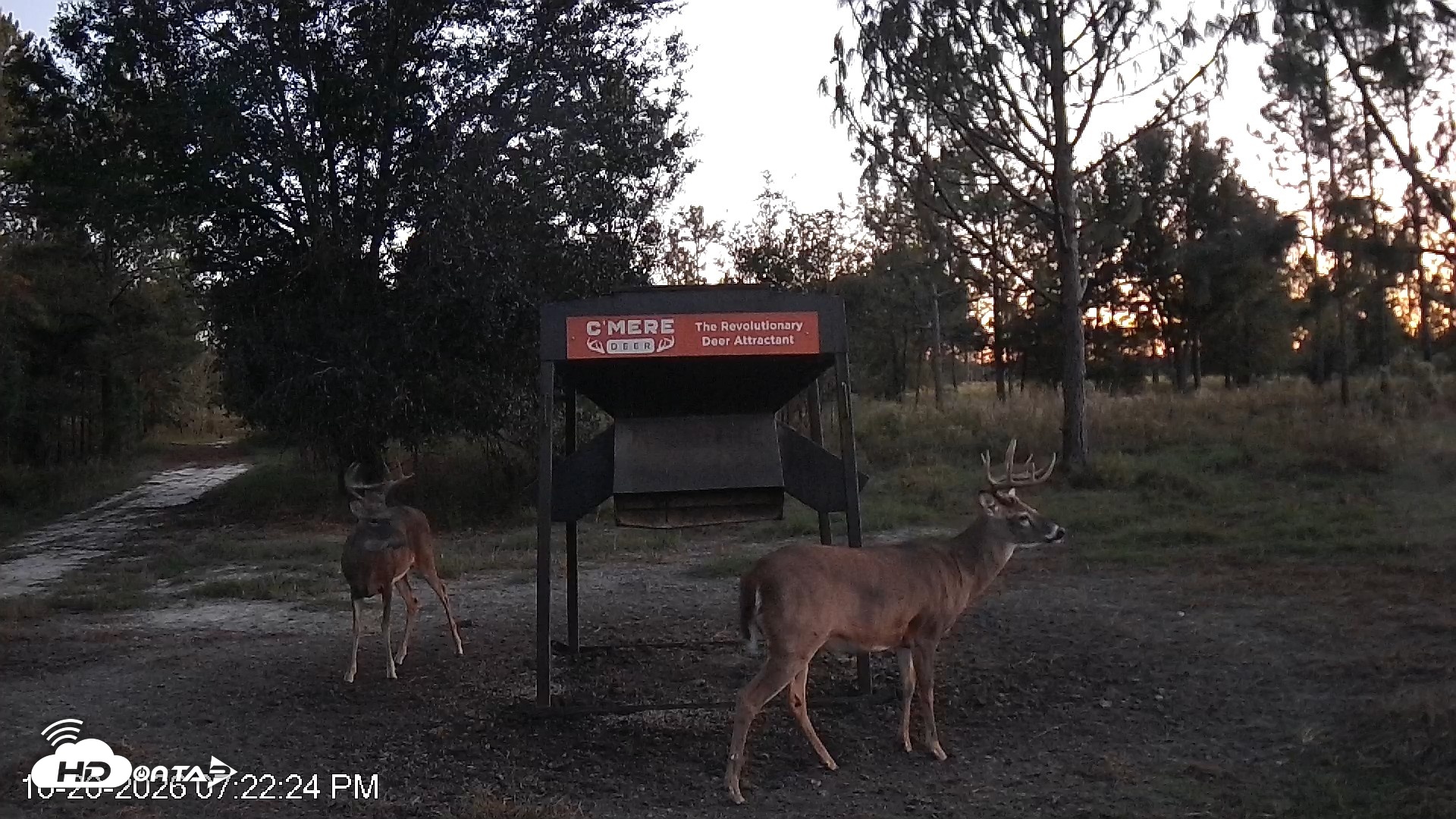 Snapshot of Leesburg Georgia Live Deer Feeder Webcam taken Oct 20, 2026, 7:22pm EDT