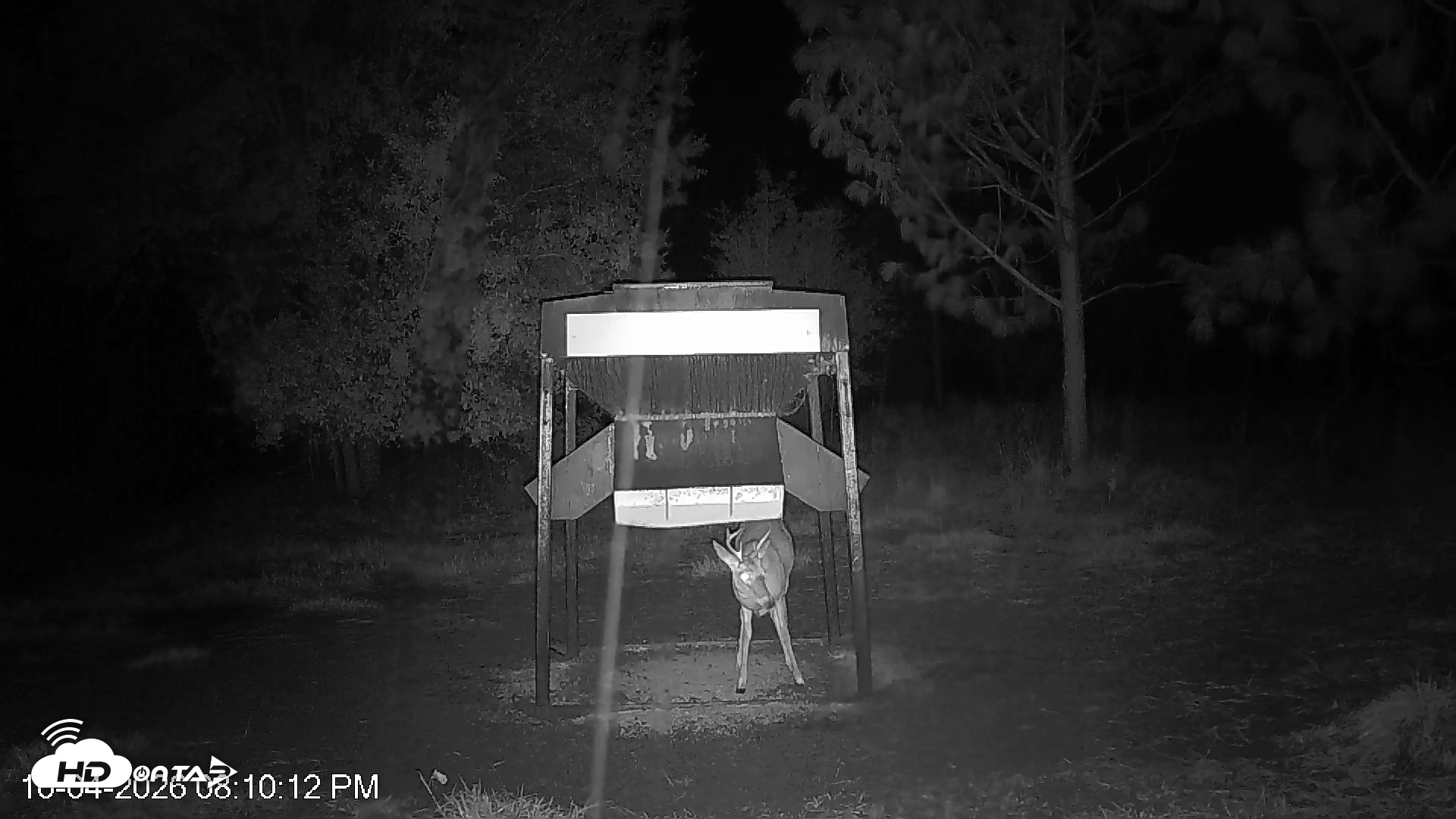 Snapshot of Leesburg Georgia Live Deer Feeder Webcam taken Oct 4, 2026, 8:10pm EDT