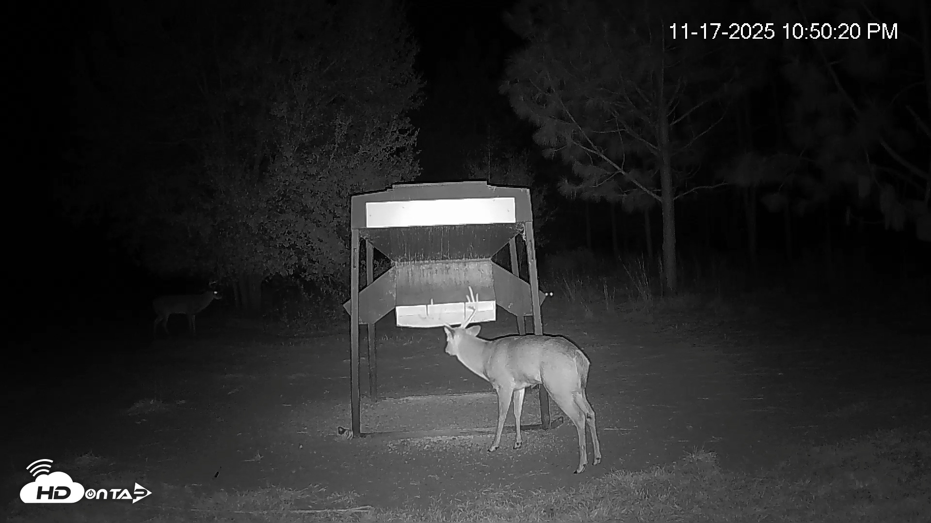 Snapshot of Leesburg Georgia Live Deer Feeder Webcam taken Nov 17, 2025, 10:50pm EST