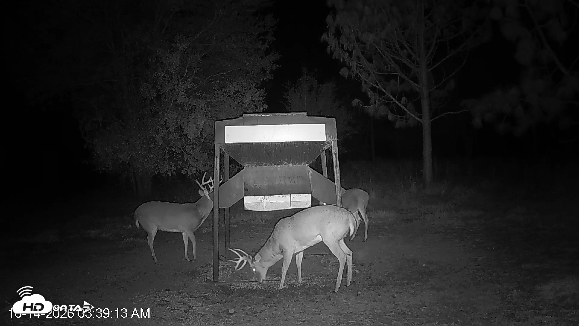 Snapshot of Leesburg Georgia Live Deer Feeder Webcam taken Oct 14, 2026, 3:39am EDT