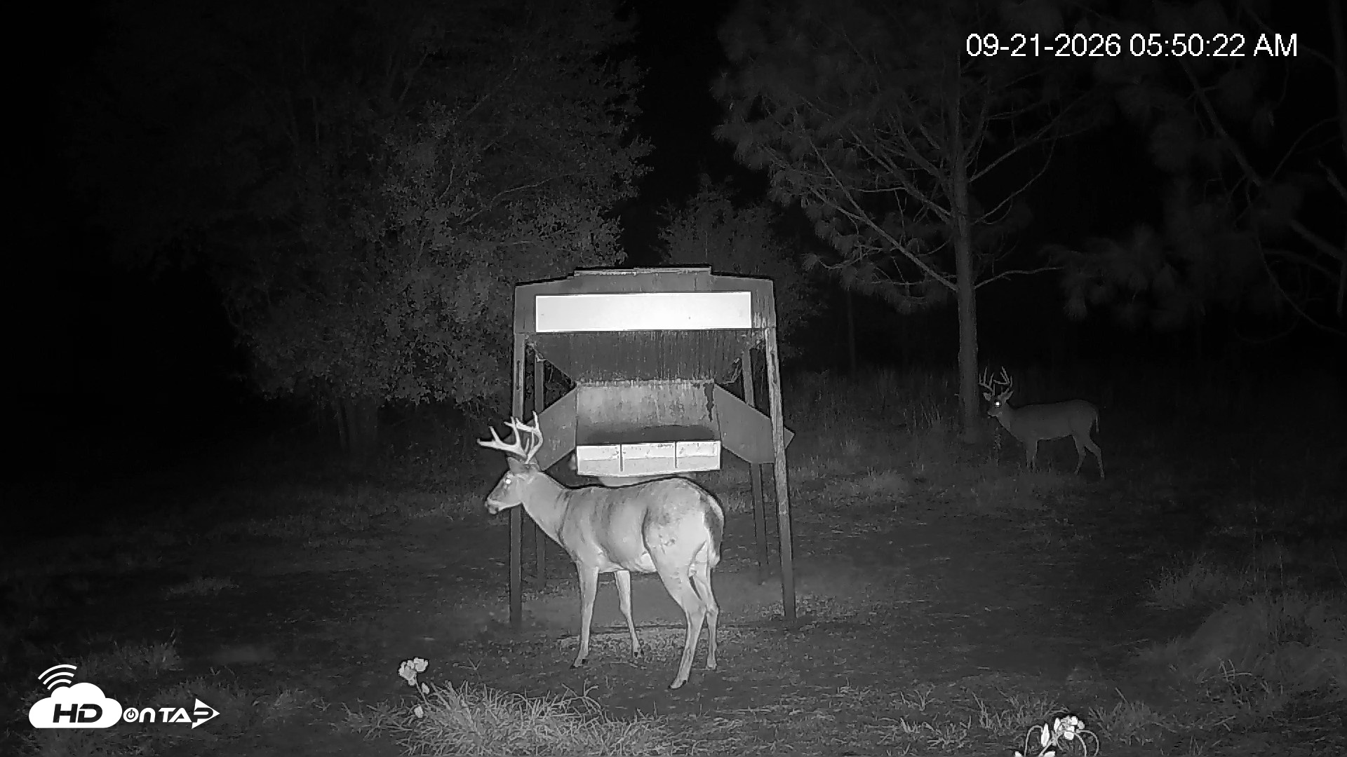 Snapshot of Leesburg Georgia Live Deer Feeder Webcam taken Sep 21, 2026, 5:50am EDT