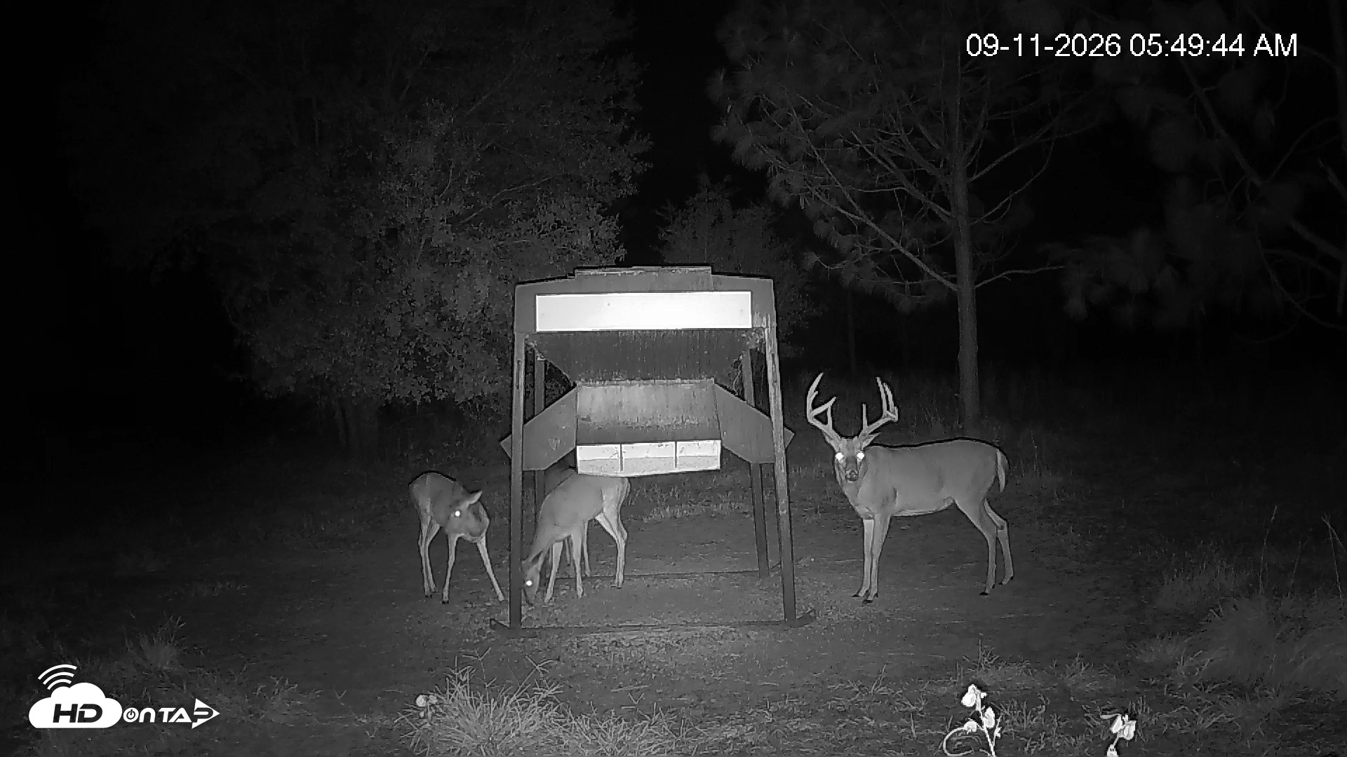 Snapshot of Leesburg Georgia Live Deer Feeder Webcam taken Sep 11, 2026, 5:50am EDT