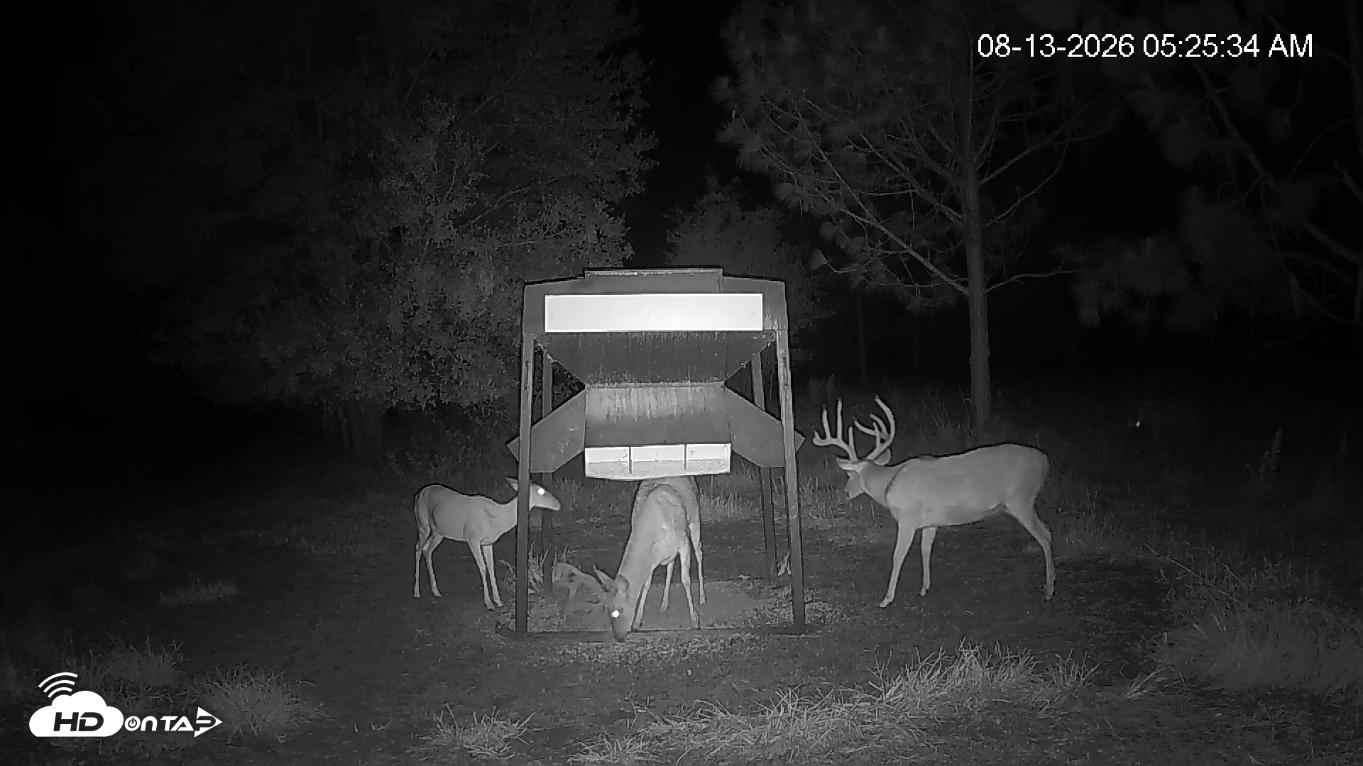 Snapshot of Leesburg Georgia Live Deer Feeder Webcam taken Aug 13, 2026, 5:25am EDT