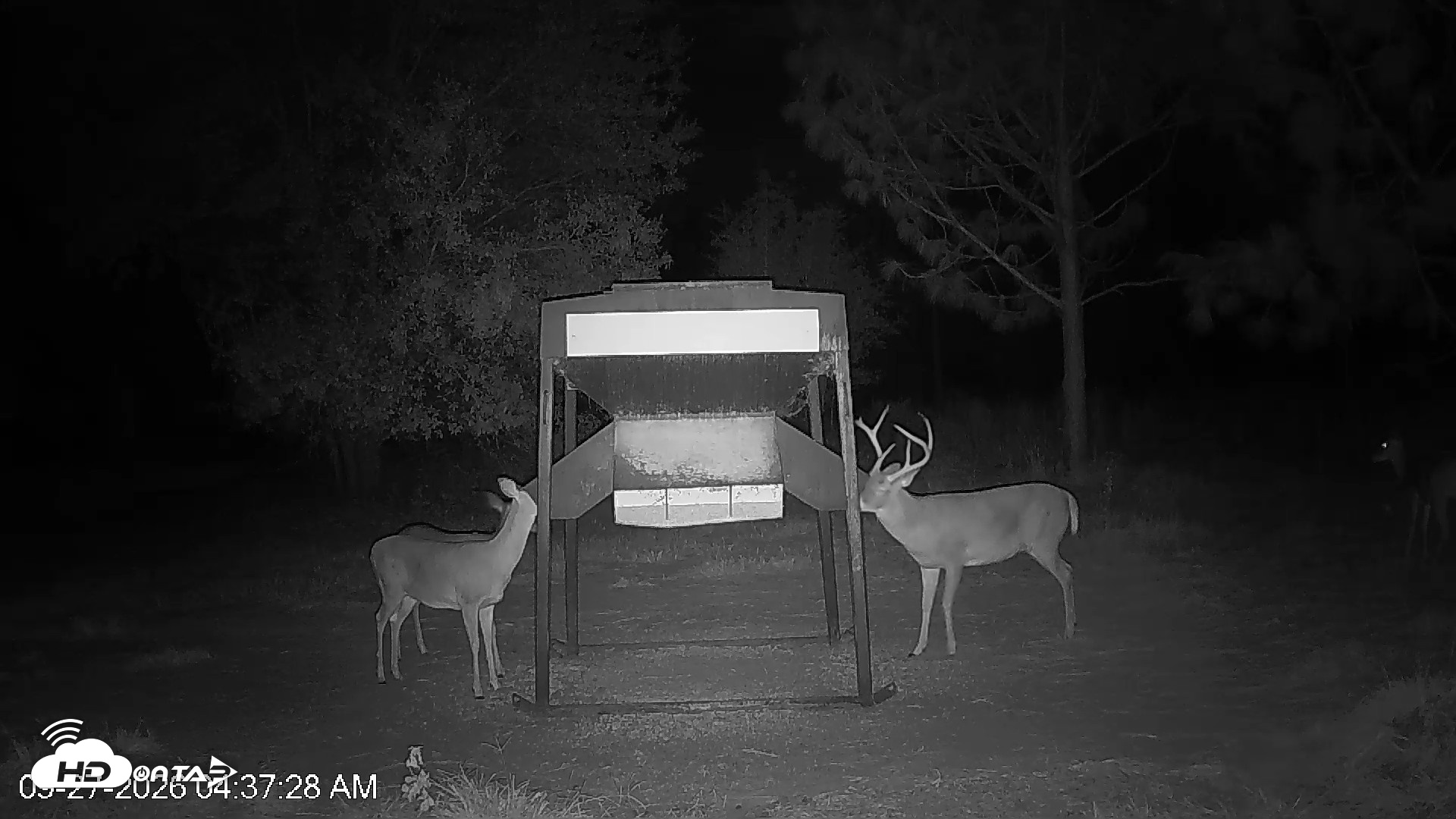 Snapshot of Leesburg Georgia Live Deer Feeder Webcam taken Sep 27, 2026, 4:37am EDT