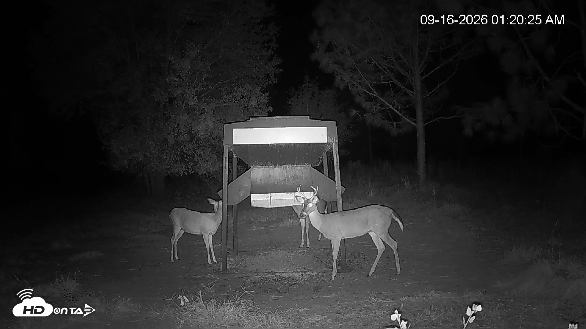 Snapshot of Leesburg Georgia Live Deer Feeder Webcam taken Sep 16, 2026, 1:20am EDT