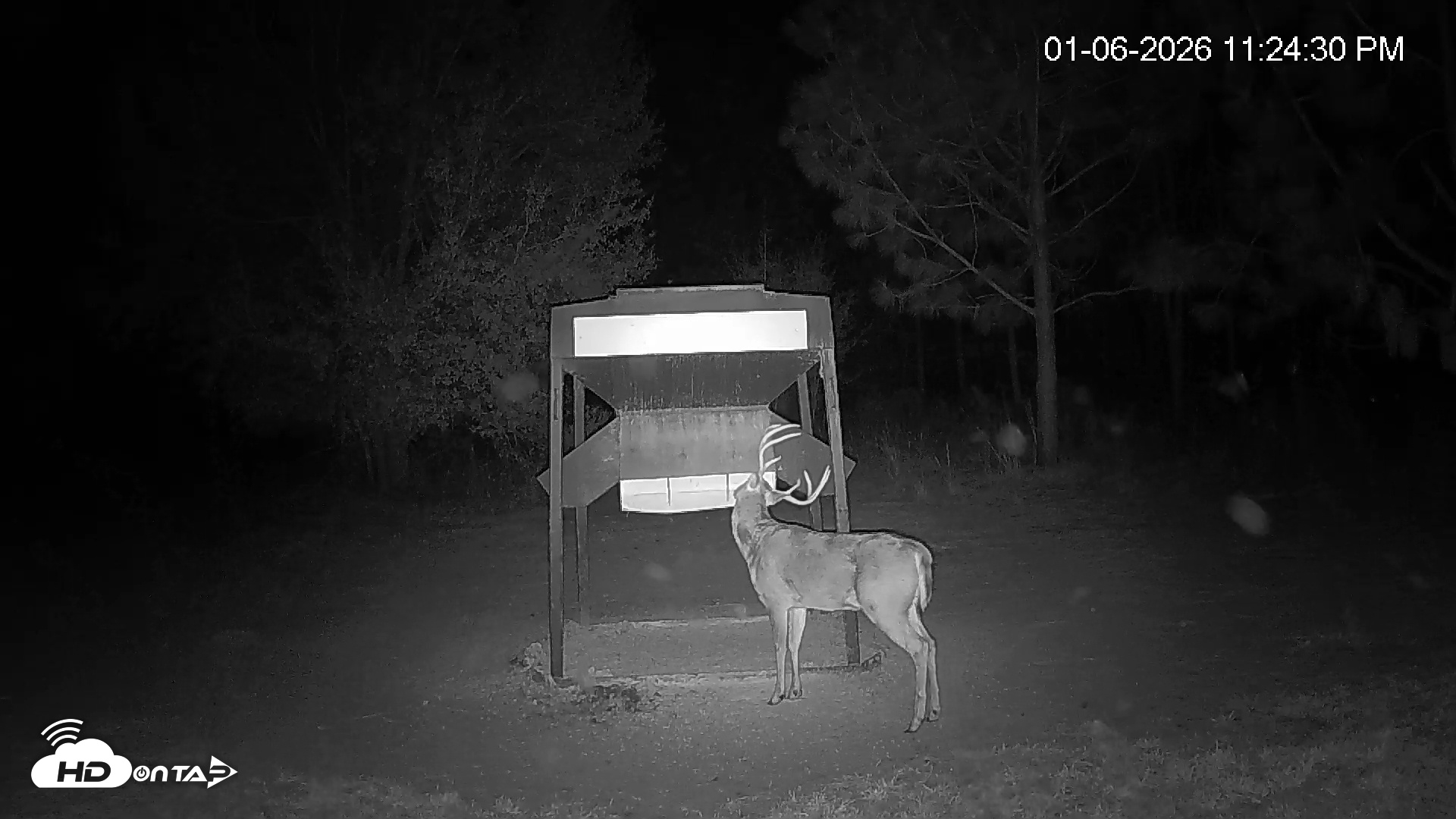 Snapshot of Leesburg Georgia Live Deer Feeder Webcam taken Jan 6, 2026, 11:25pm EST