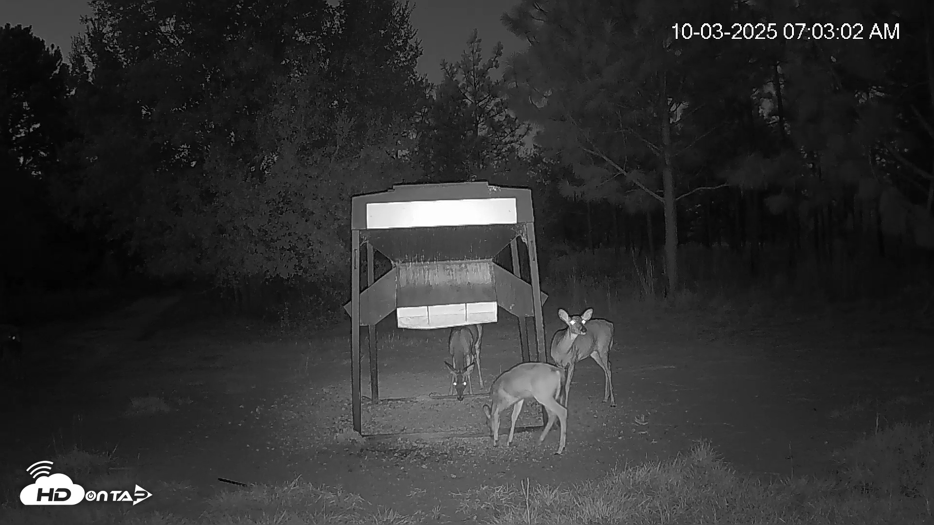 Snapshot of Leesburg Georgia Live Deer Feeder Webcam taken Oct 3, 2025, 7:02am EDT