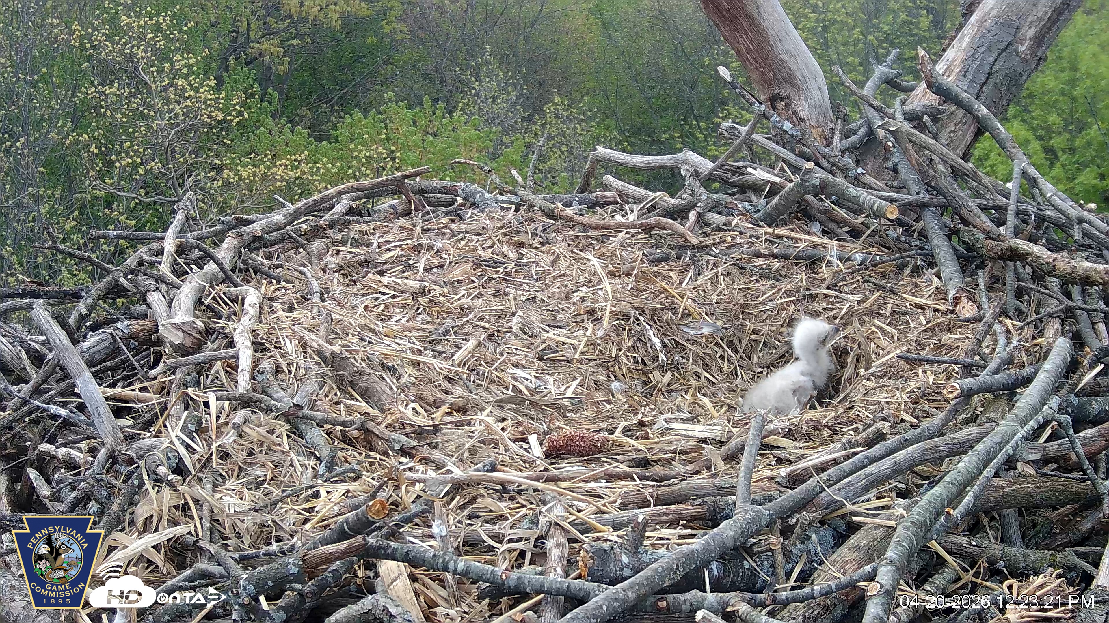 Snapshot of Hanover Eagles Live Cam taken Apr 20, 2026, 12:24pm EDT