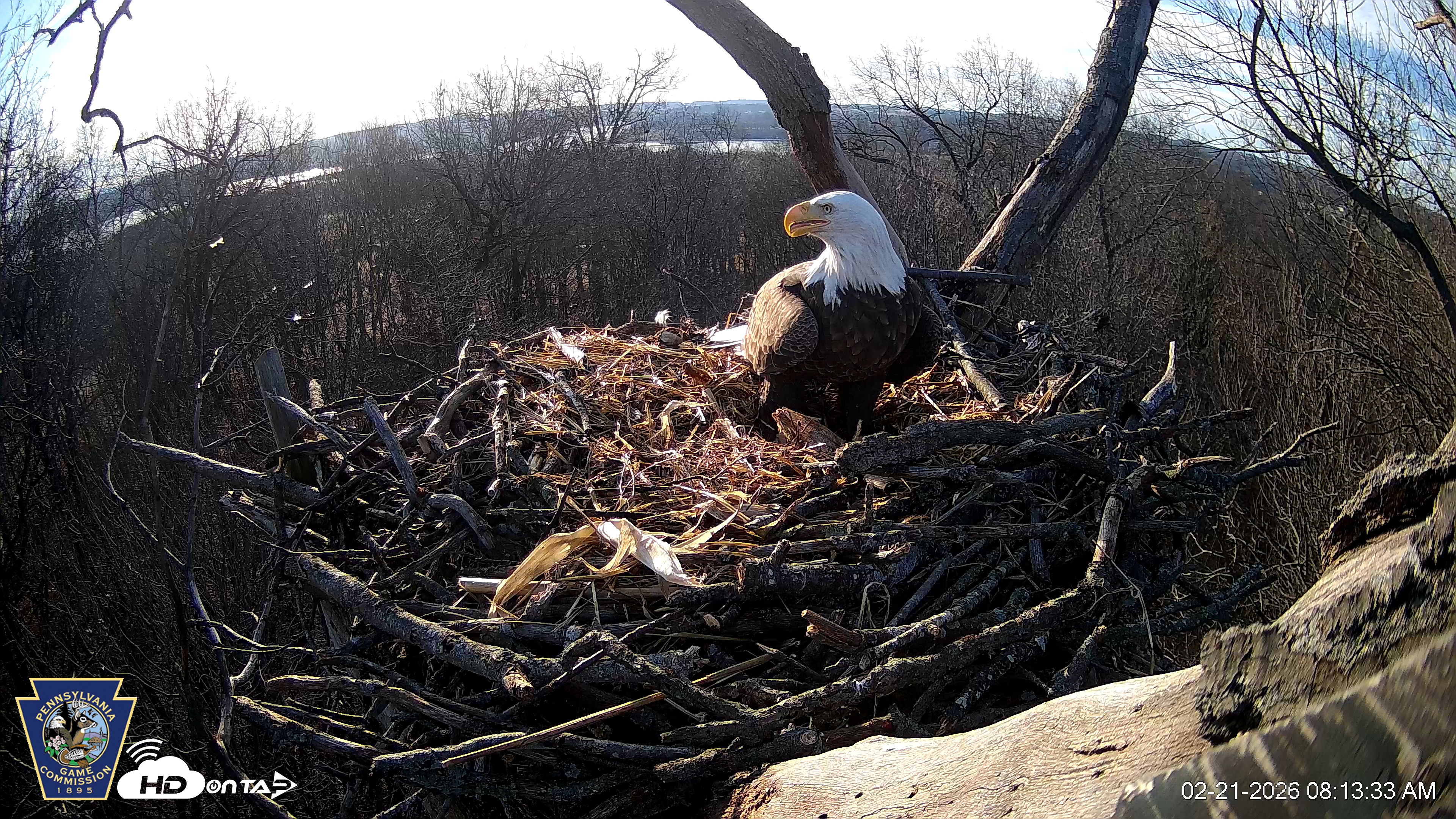 Snapshot of Hanover Eagles Live Cam taken Feb 21, 2026, 8:14am EST