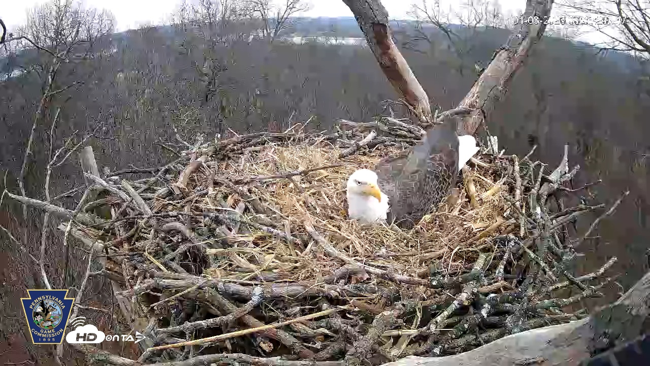 Snapshot of Hanover Eagles Live Cam taken Jan 3, 2026, 3:32pm EST