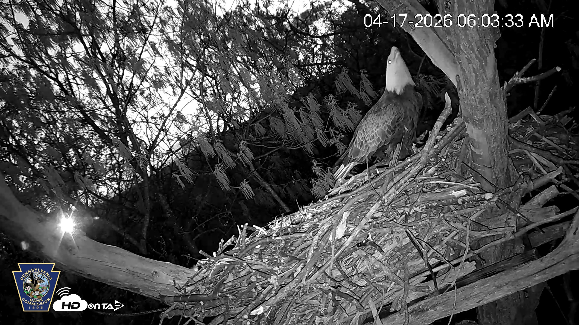 Snapshot of Hanover Eagles Live Cam taken Apr 17, 2026, 6:04am EDT