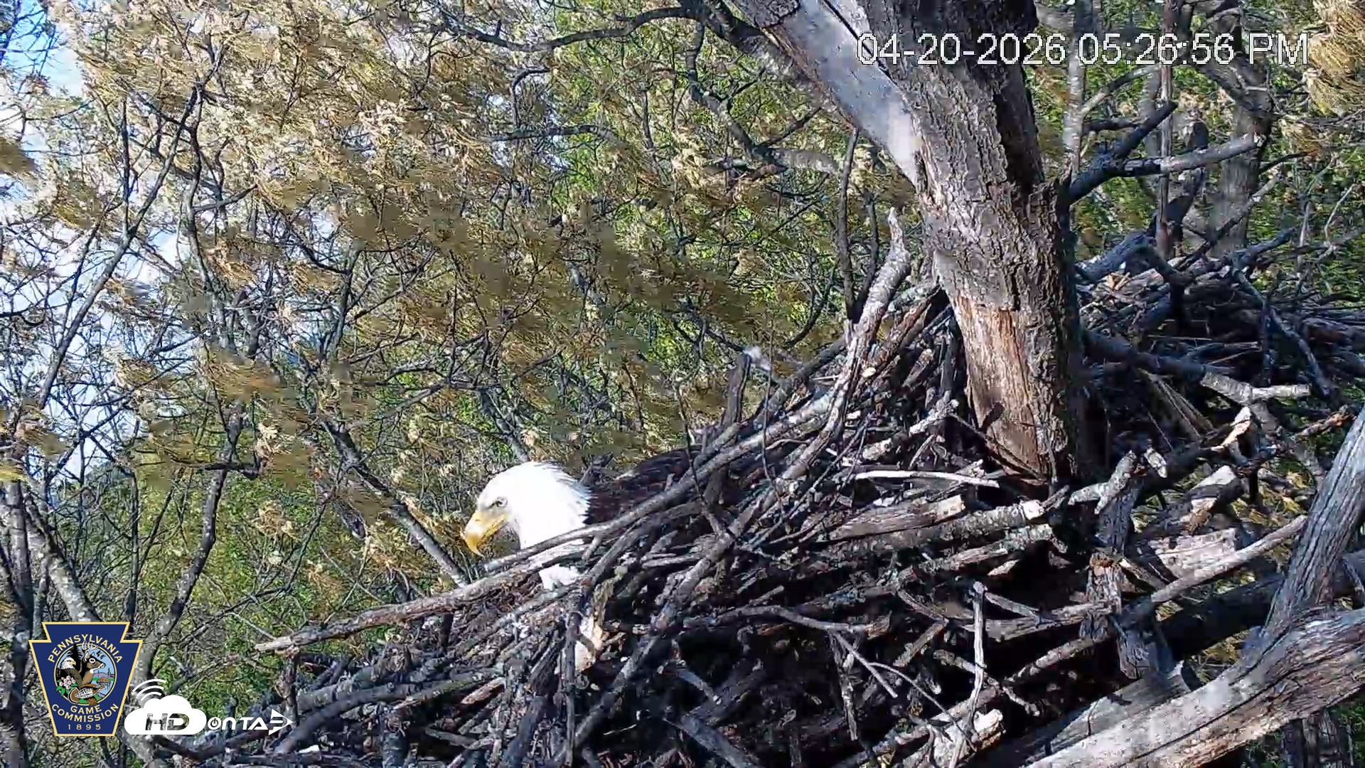 Snapshot of Hanover Eagles Live Cam taken Apr 20, 2026, 5:27pm EDT