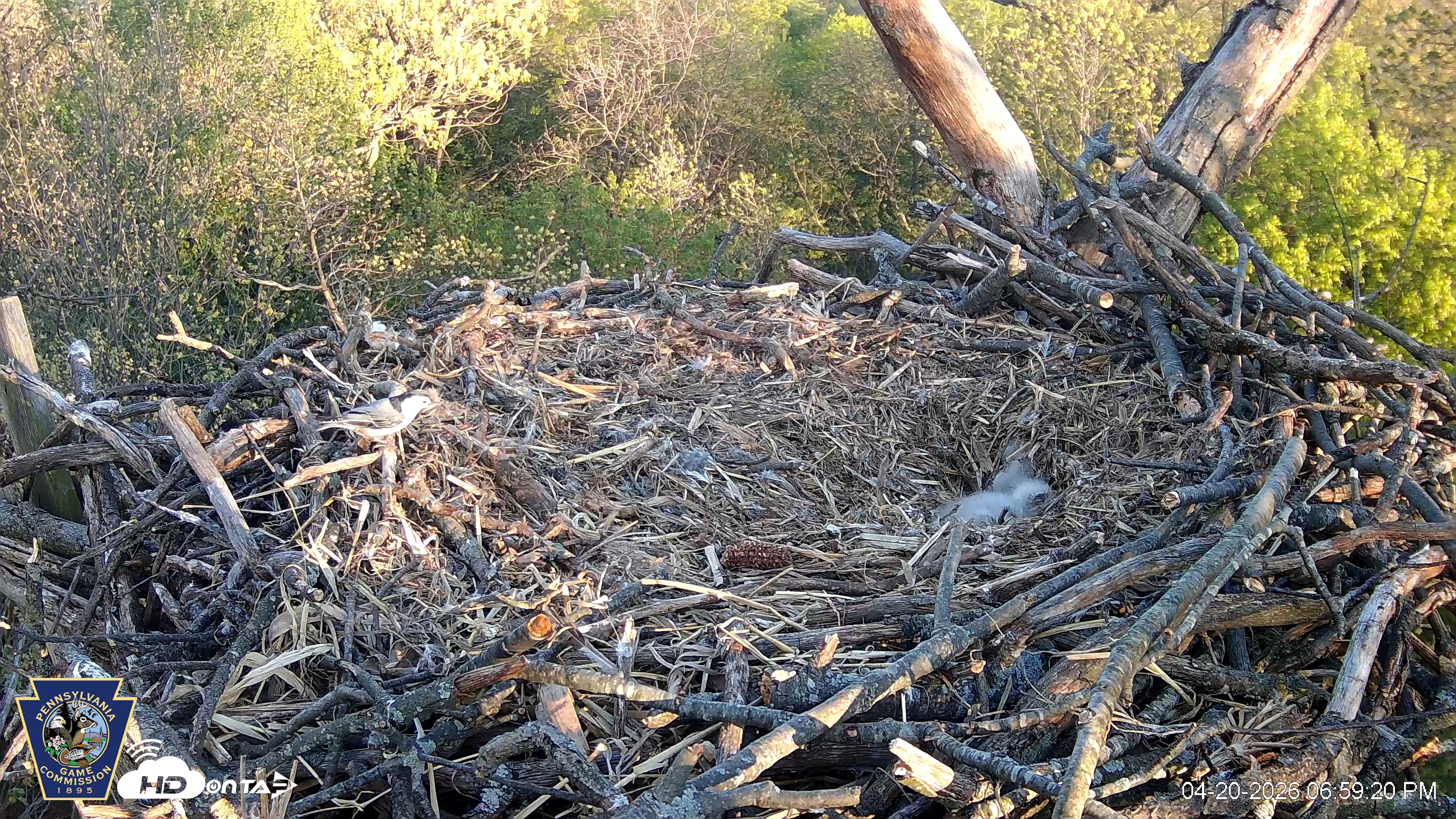 Snapshot of Hanover Eagles Live Cam taken Apr 20, 2026, 6:59pm EDT