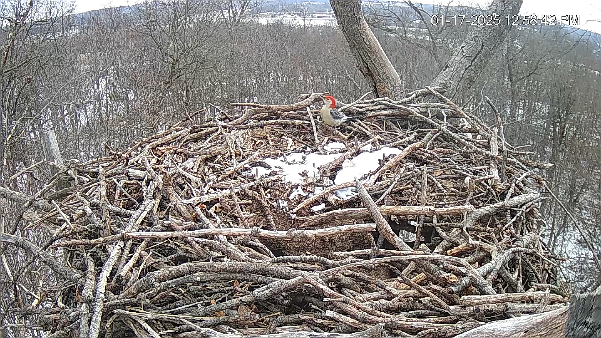 Snapshot of Hanover Eagles Live Cam taken Jan 17, 2025, 12:59pm EST