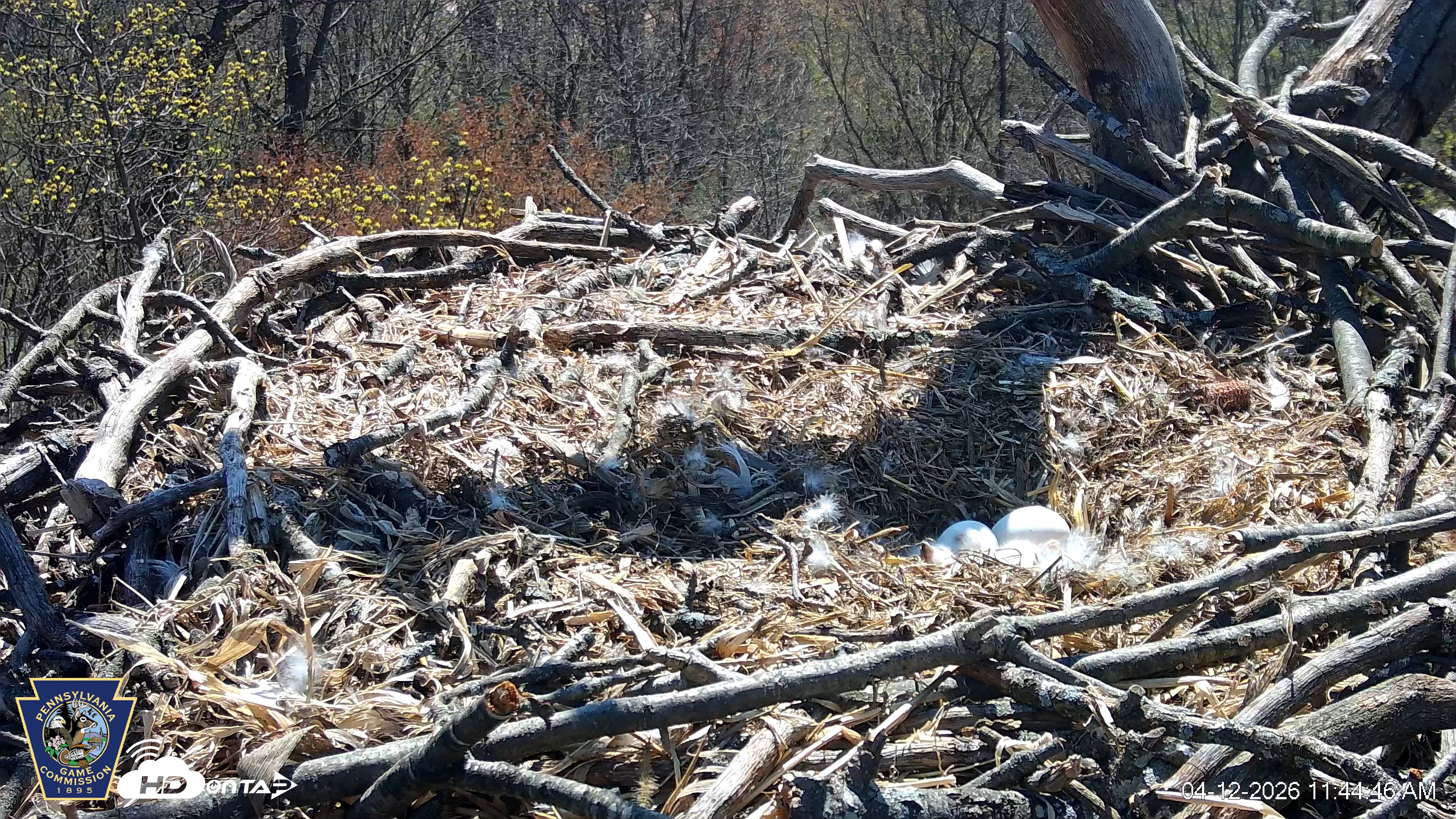 Snapshot of Hanover Eagles Live Cam taken Apr 12, 2026, 11:46am EDT