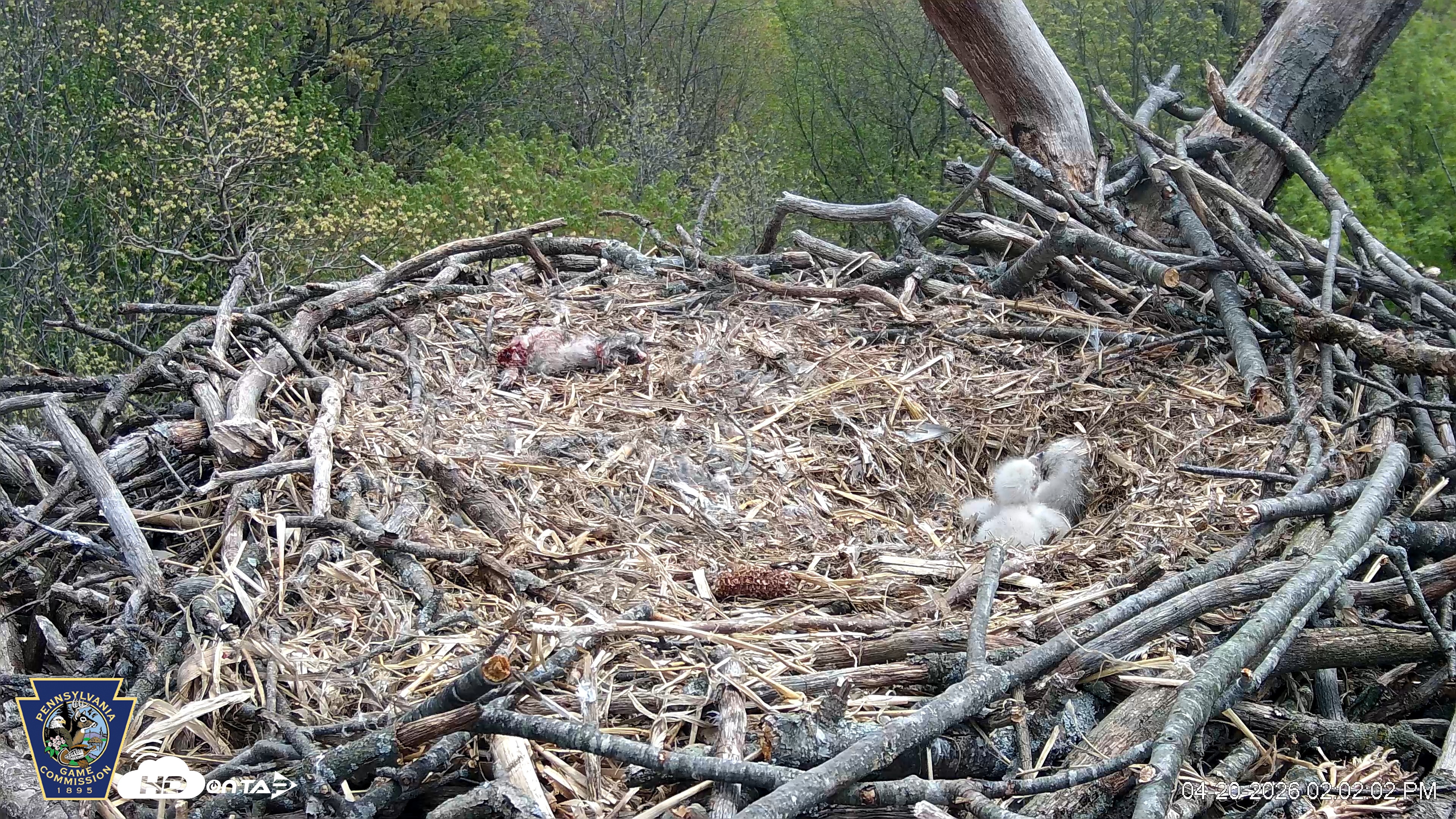 Snapshot of Hanover Eagles Live Cam taken Apr 20, 2026, 2:02pm EDT