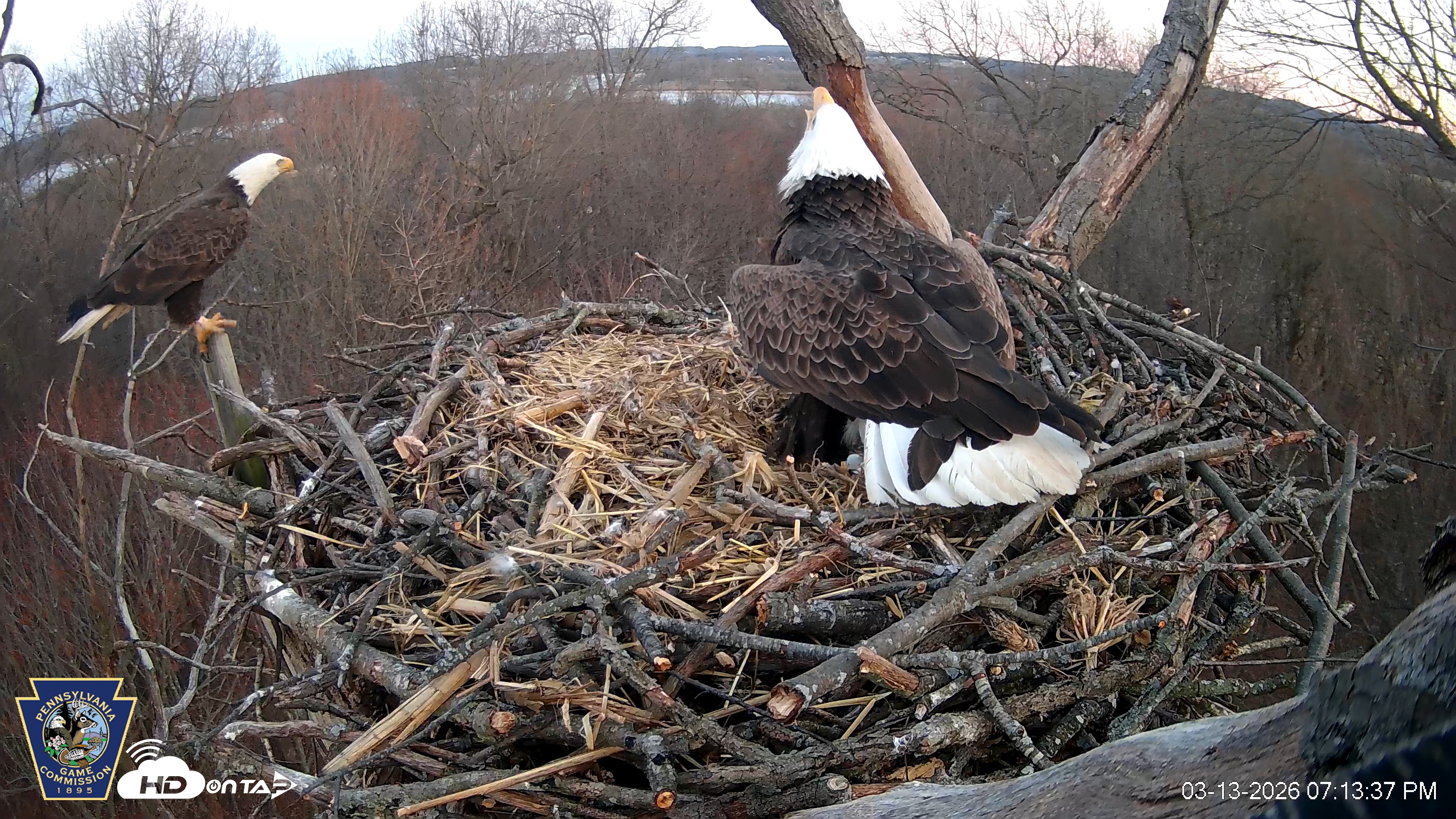 Snapshot of Hanover Eagles Live Cam taken Mar 13, 2026, 7:13pm EDT