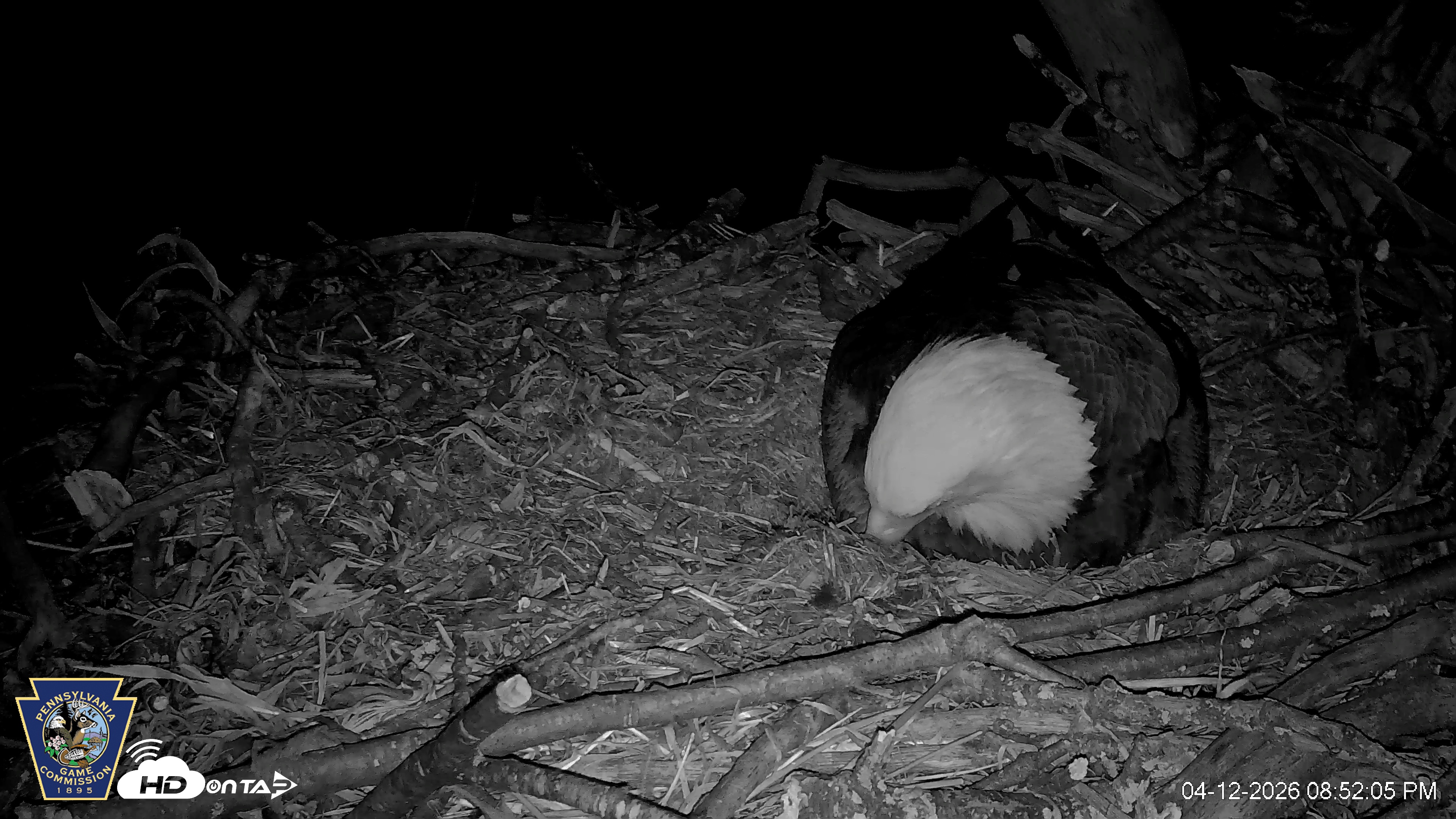 Snapshot of Hanover Eagles Live Cam taken Apr 12, 2026, 8:52pm EDT