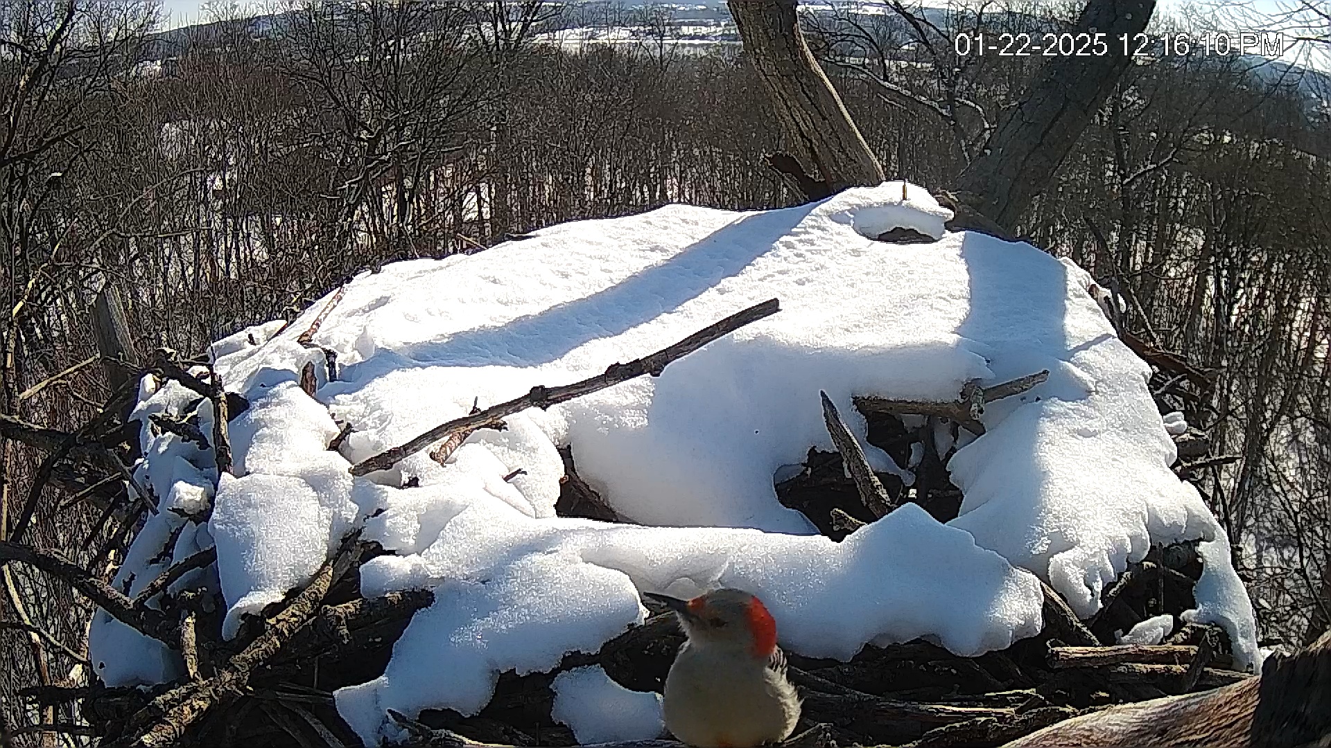 Snapshot of Hanover Eagles Live Cam taken Jan 22, 2025, 12:16pm EST