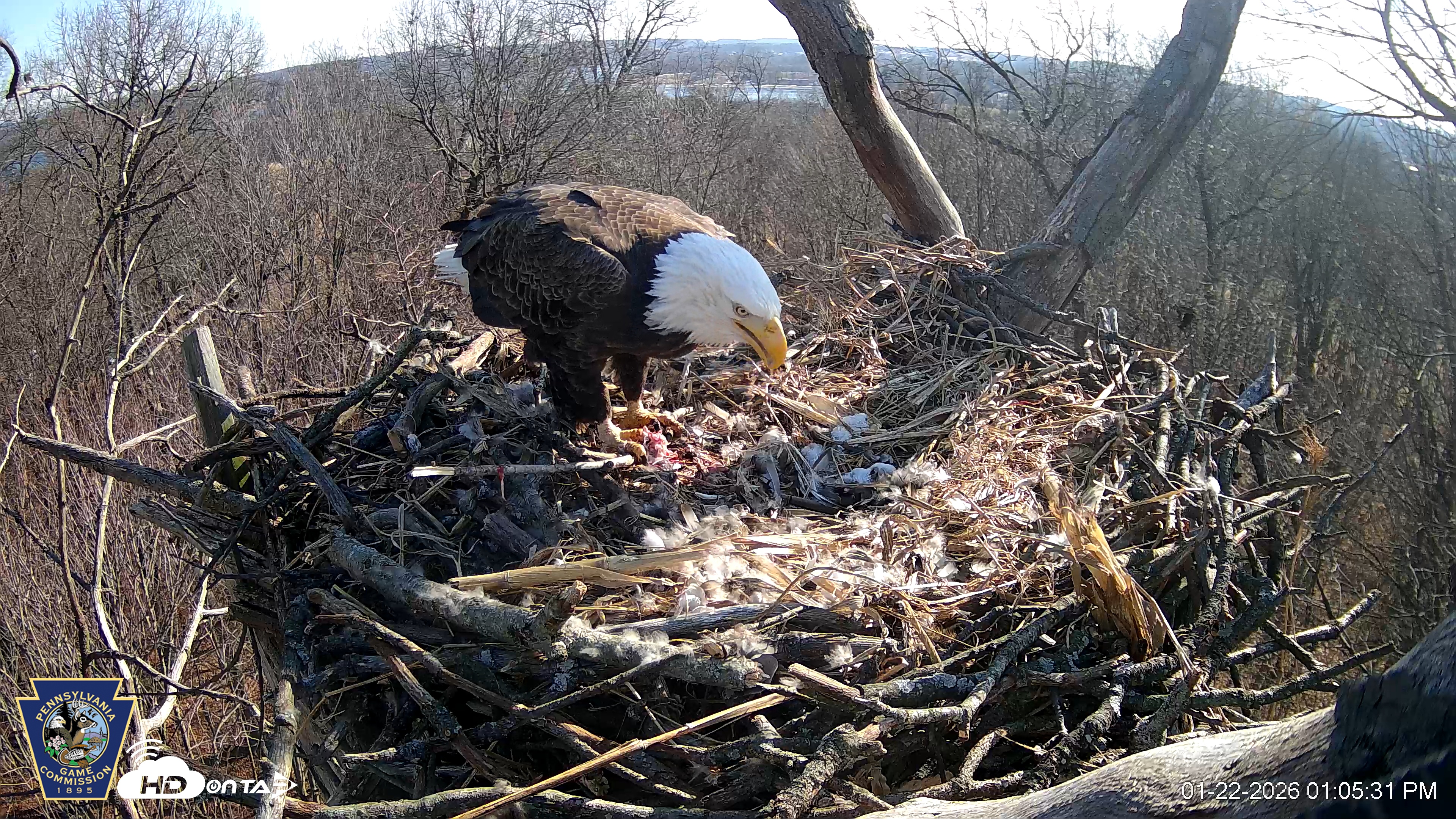 Snapshot of Hanover Eagles Live Cam taken Jan 22, 2026, 1:05pm EST