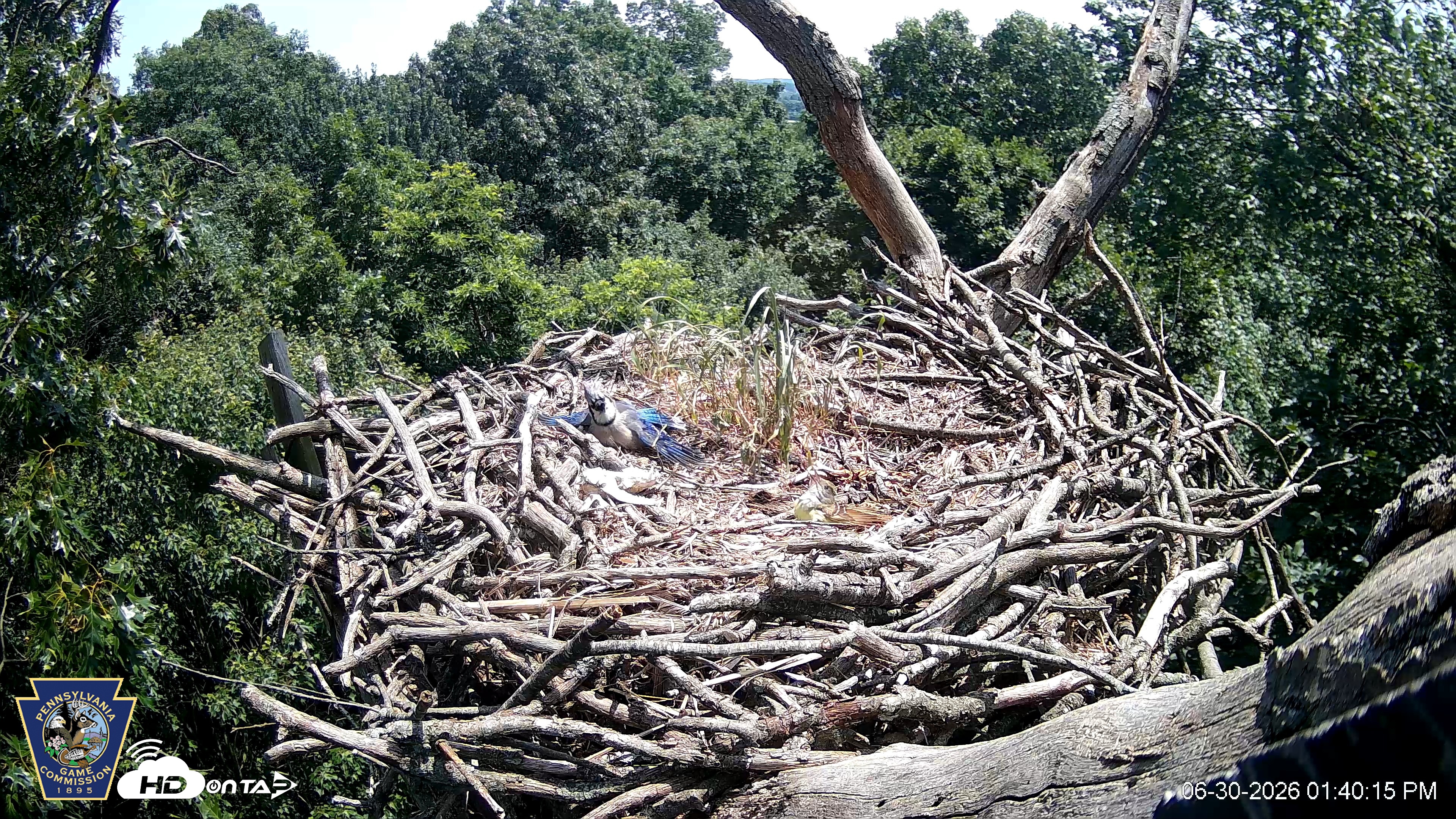 Snapshot of Hanover Eagles Live Cam taken Jun 30, 2026, 1:42pm EDT