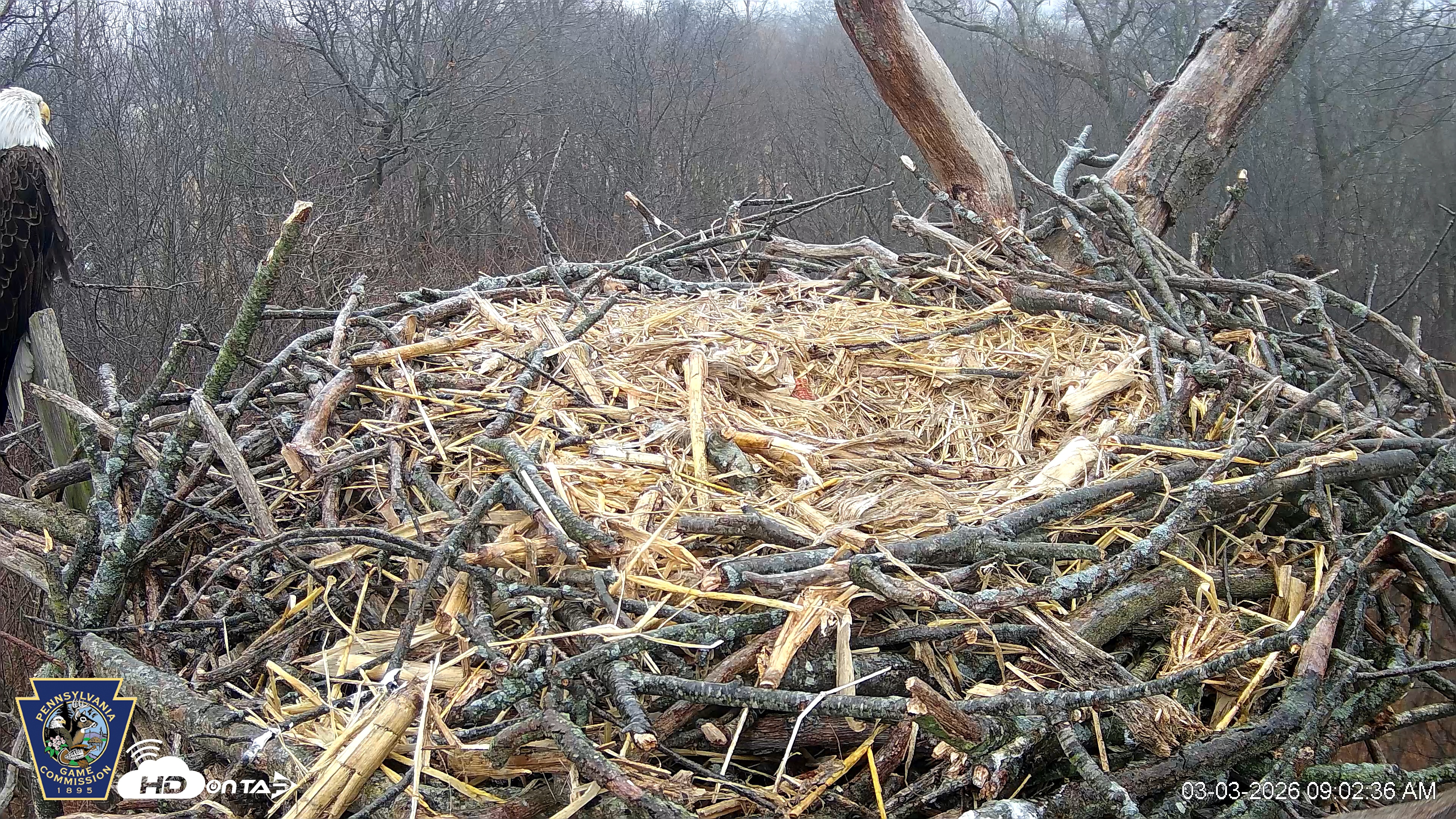 Snapshot of Hanover Eagles Live Cam taken Mar 3, 2026, 9:03am EST
