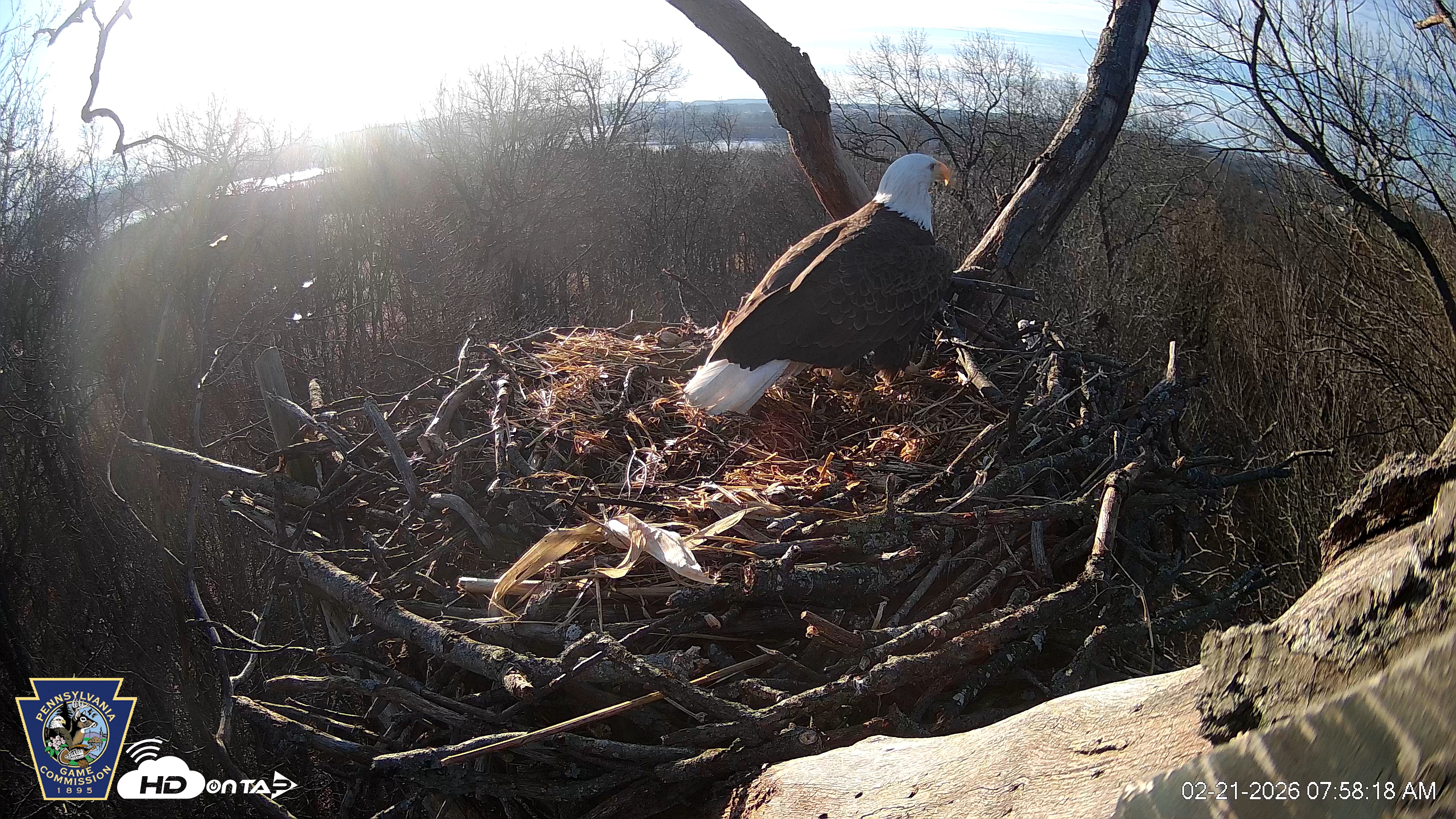 Snapshot of Hanover Eagles Live Cam taken Feb 21, 2026, 7:58am EST
