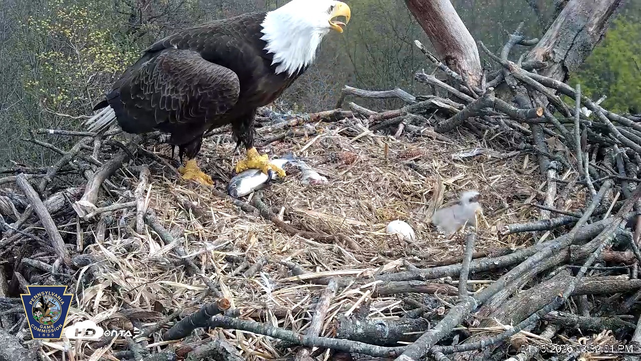 Snapshot of Hanover Eagles Live Cam taken Apr 15, 2026, 3:32pm EDT