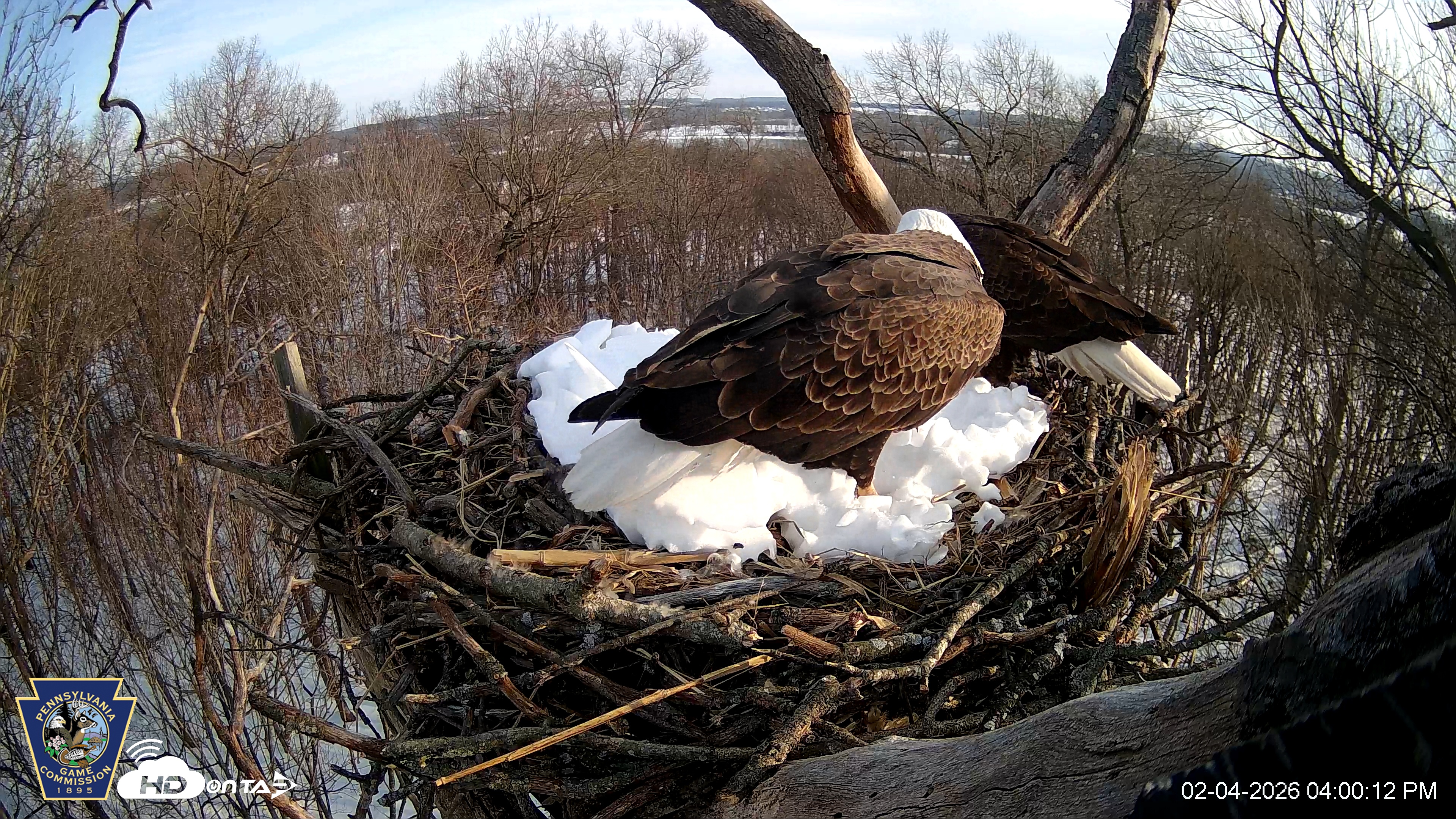 Snapshot of Hanover Eagles Live Cam taken Feb 4, 2026, 4:01pm EST
