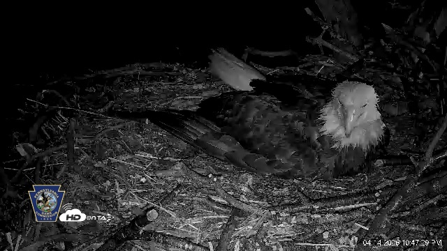 Snapshot of Hanover Eagles Live Cam taken Apr 14, 2026, 10:49pm EDT