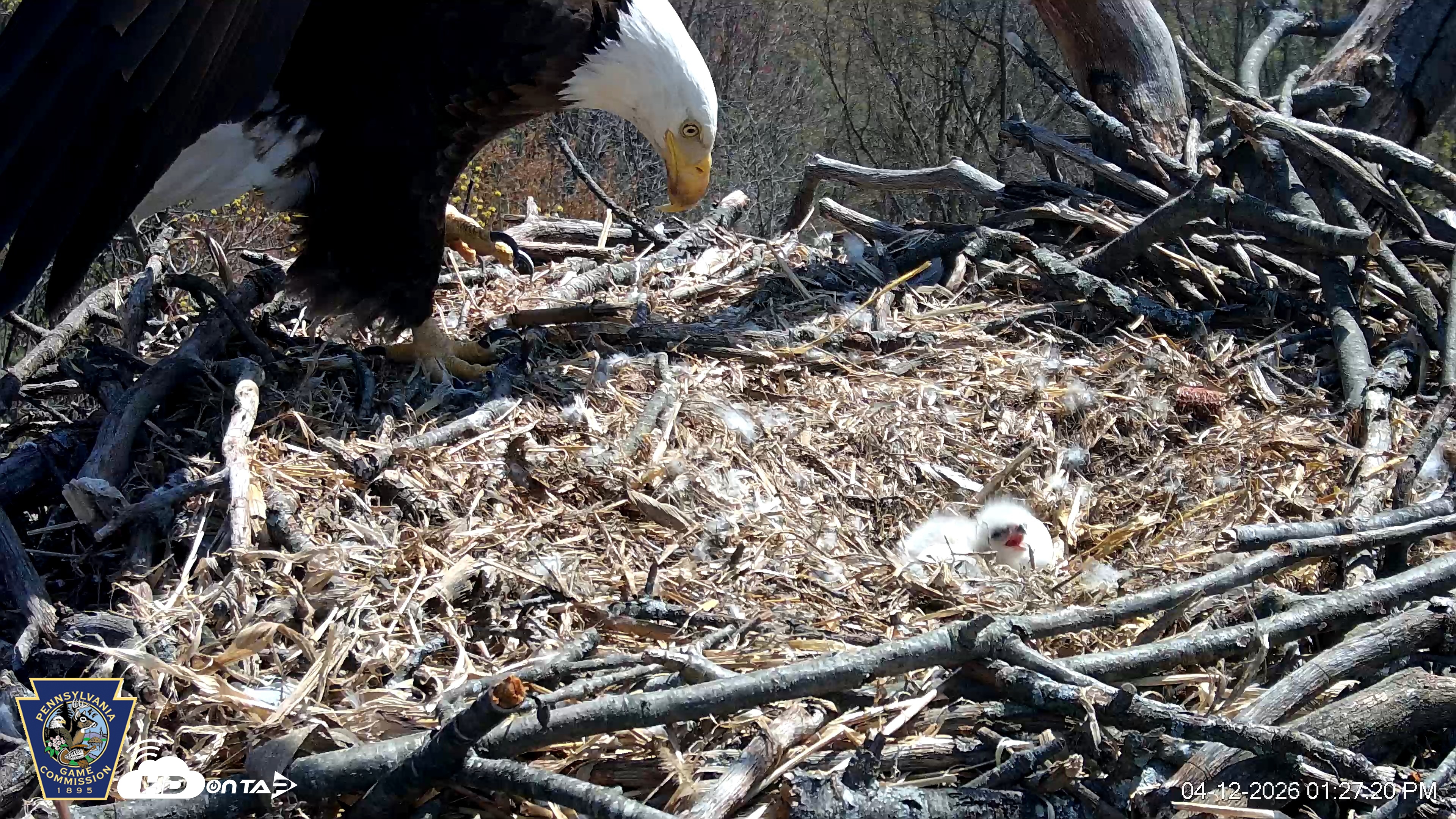 Snapshot of Hanover Eagles Live Cam taken Apr 12, 2026, 1:28pm EDT