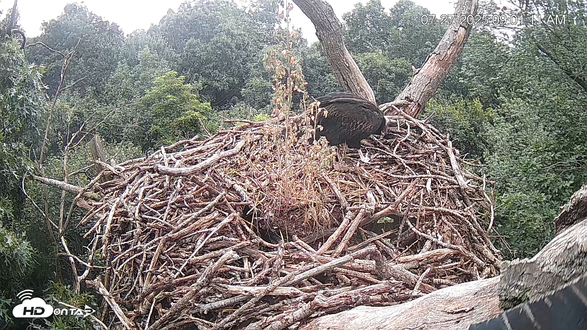 Snapshot of Hanover Eagles Live Cam taken Jul 27, 2025, 9:01am EDT