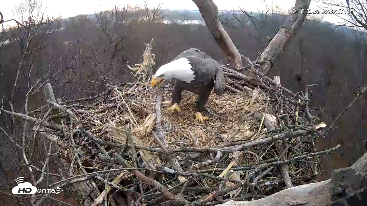 Snapshot of Hanover Eagles Live Cam taken Dec 10, 2025, 8:30am EST
