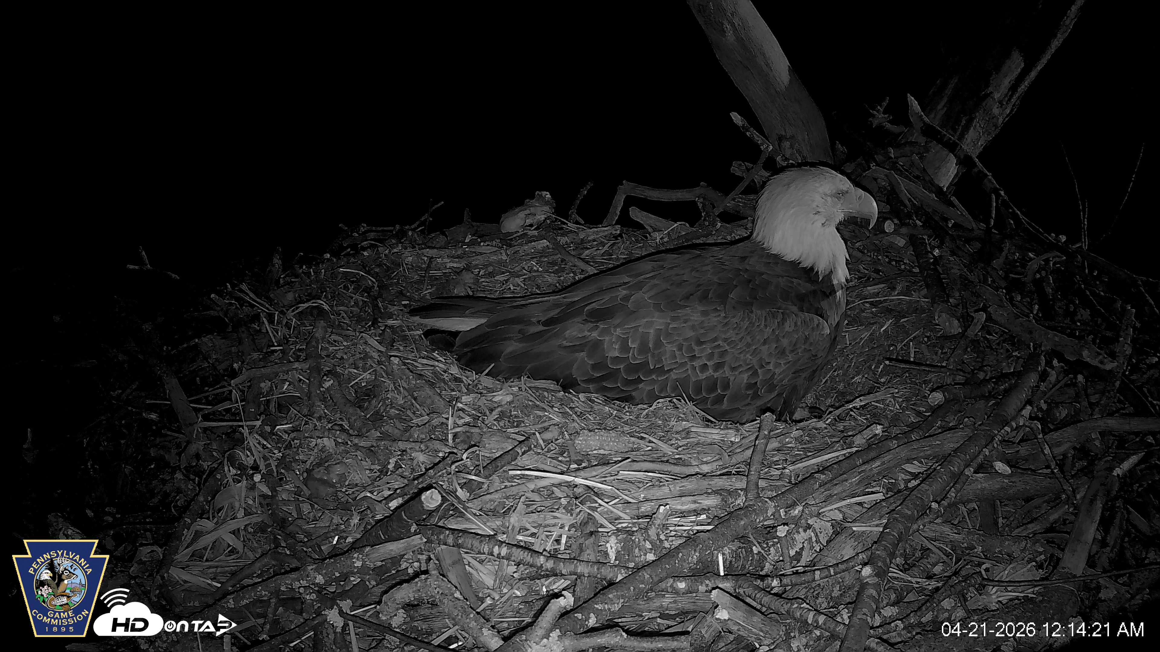 Snapshot of Hanover Eagles Live Cam taken Apr 21, 2026, 12:16am EDT