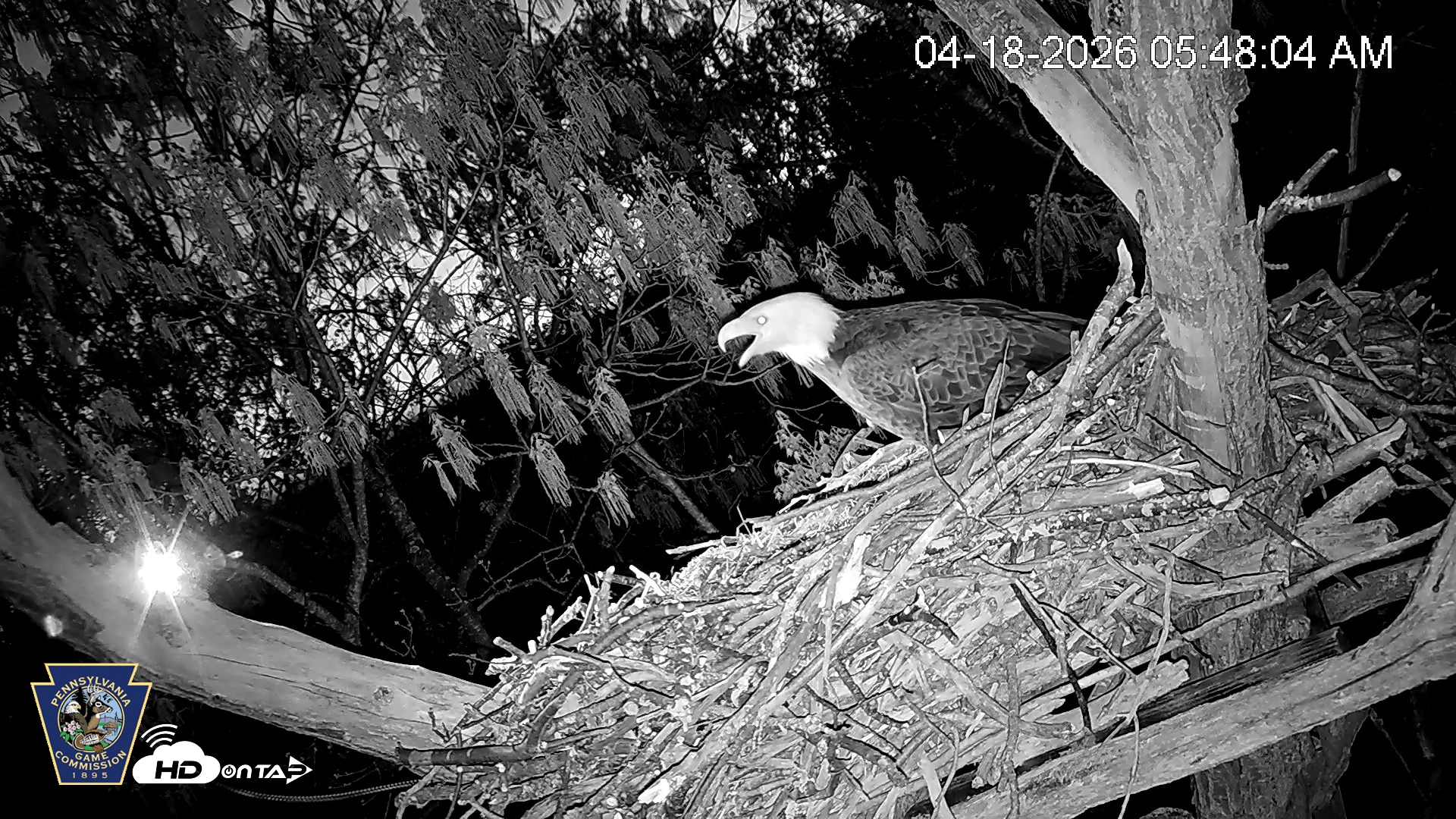 Snapshot of Hanover Eagles Live Cam taken Apr 18, 2026, 5:48am EDT