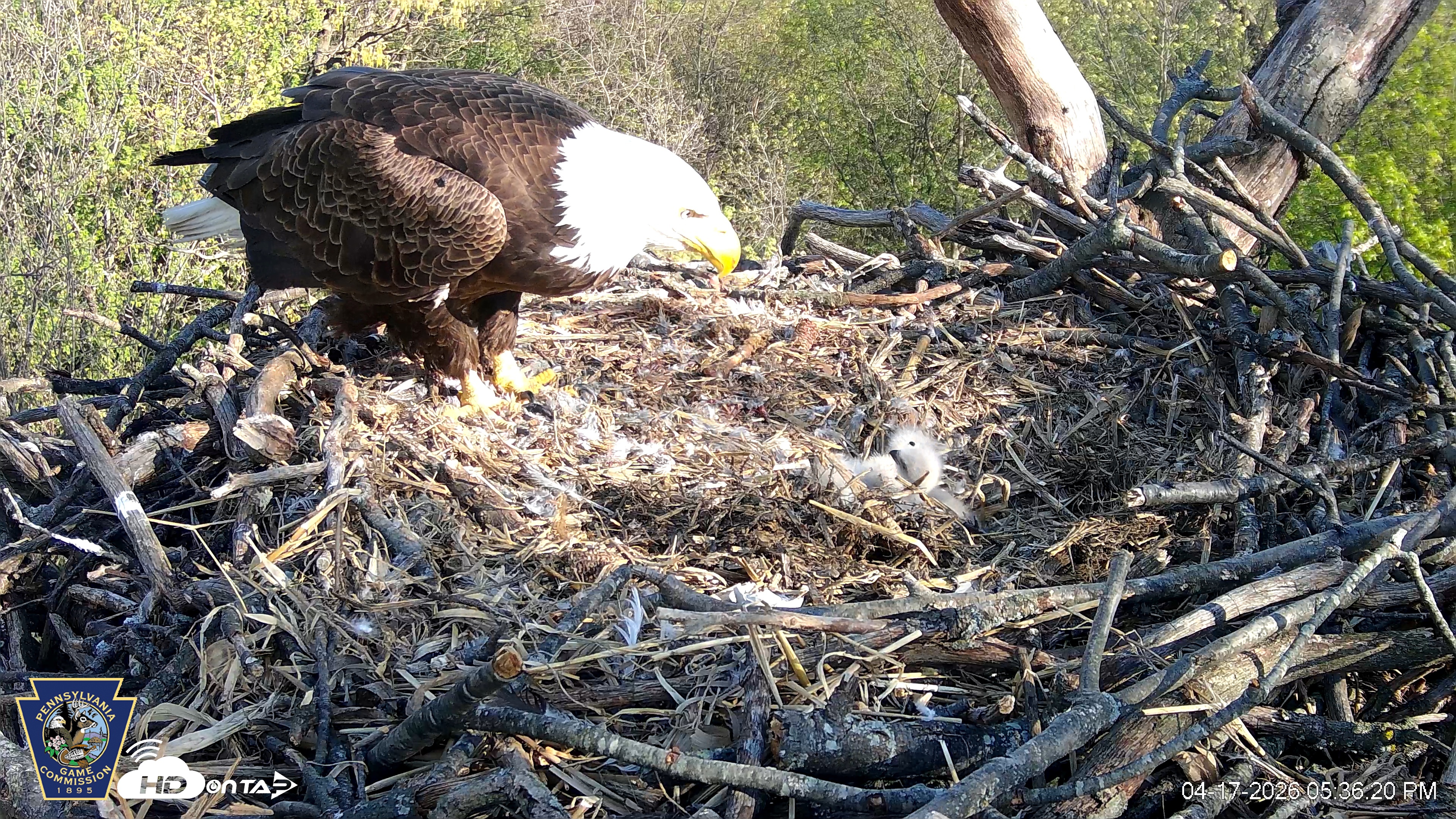 Snapshot of Hanover Eagles Live Cam taken Apr 17, 2026, 5:38pm EDT