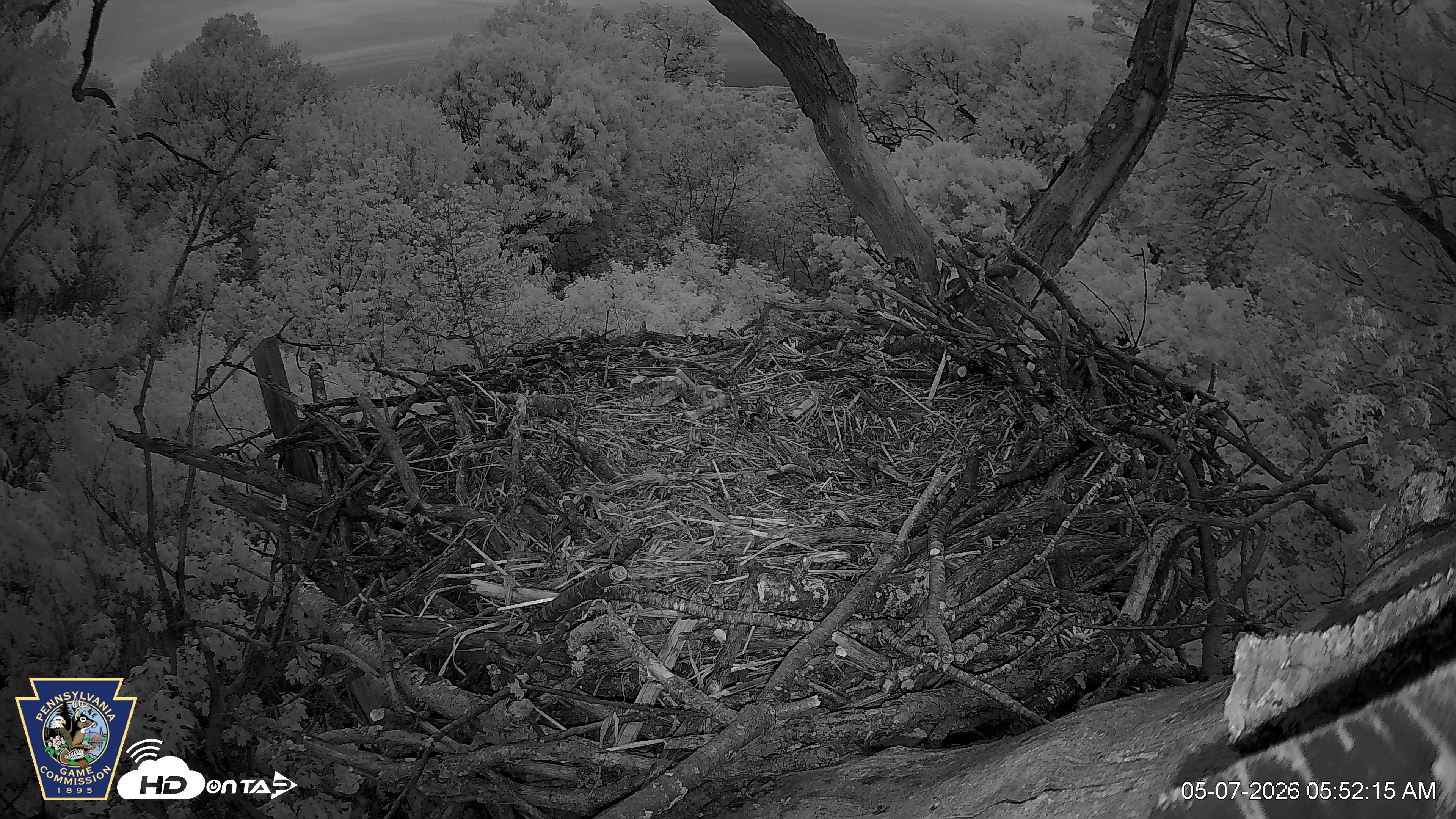 Snapshot of Hanover Eagles Live Cam taken May 7, 2026, 5:54am EDT