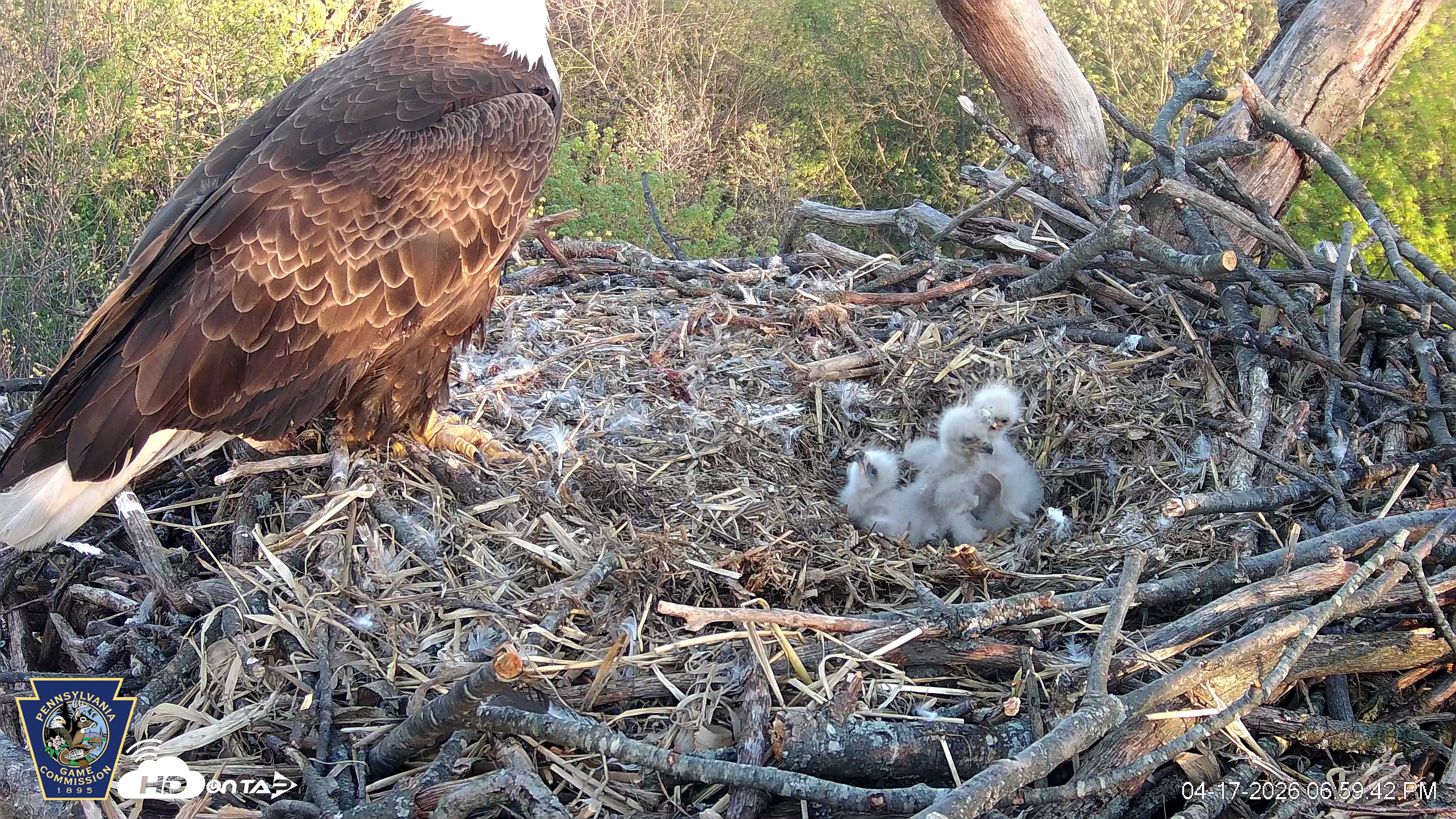 Snapshot of Hanover Eagles Live Cam taken Apr 17, 2026, 7:00pm EDT