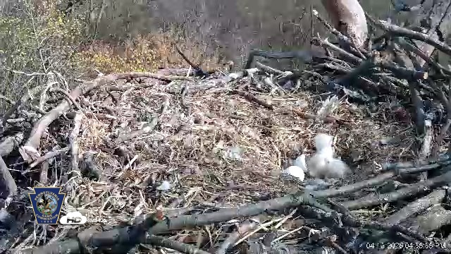 Snapshot of Hanover Eagles Live Cam taken Apr 12, 2026, 4:56pm EDT