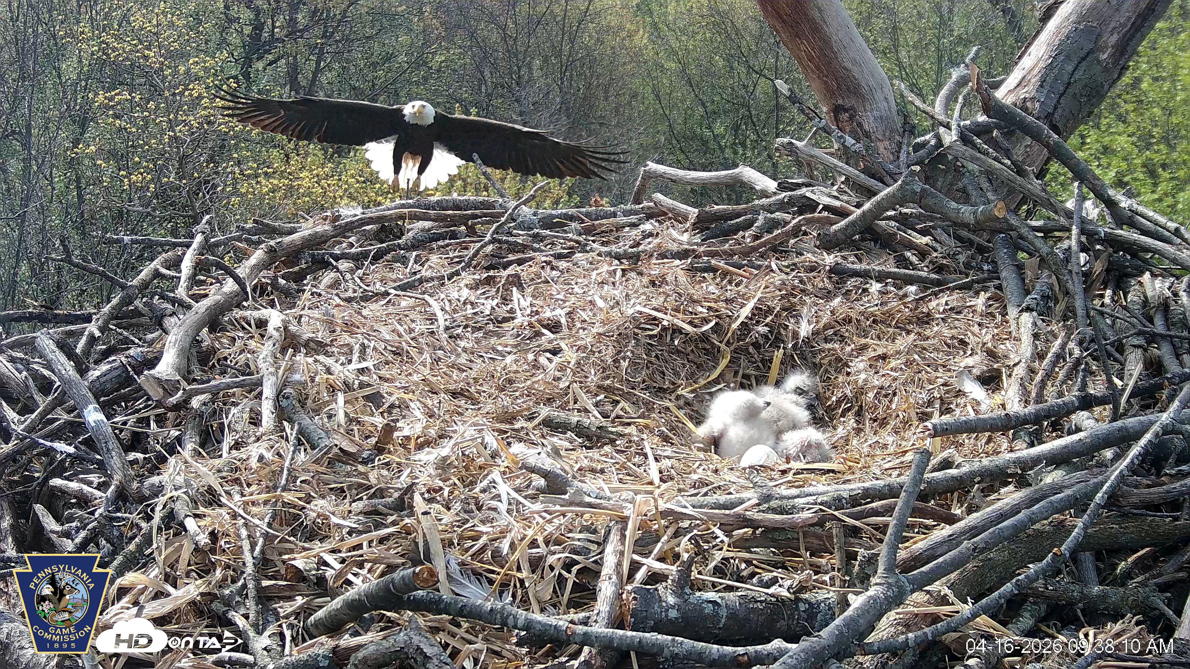 Snapshot of Hanover Eagles Live Cam taken Apr 16, 2026, 9:38am EDT