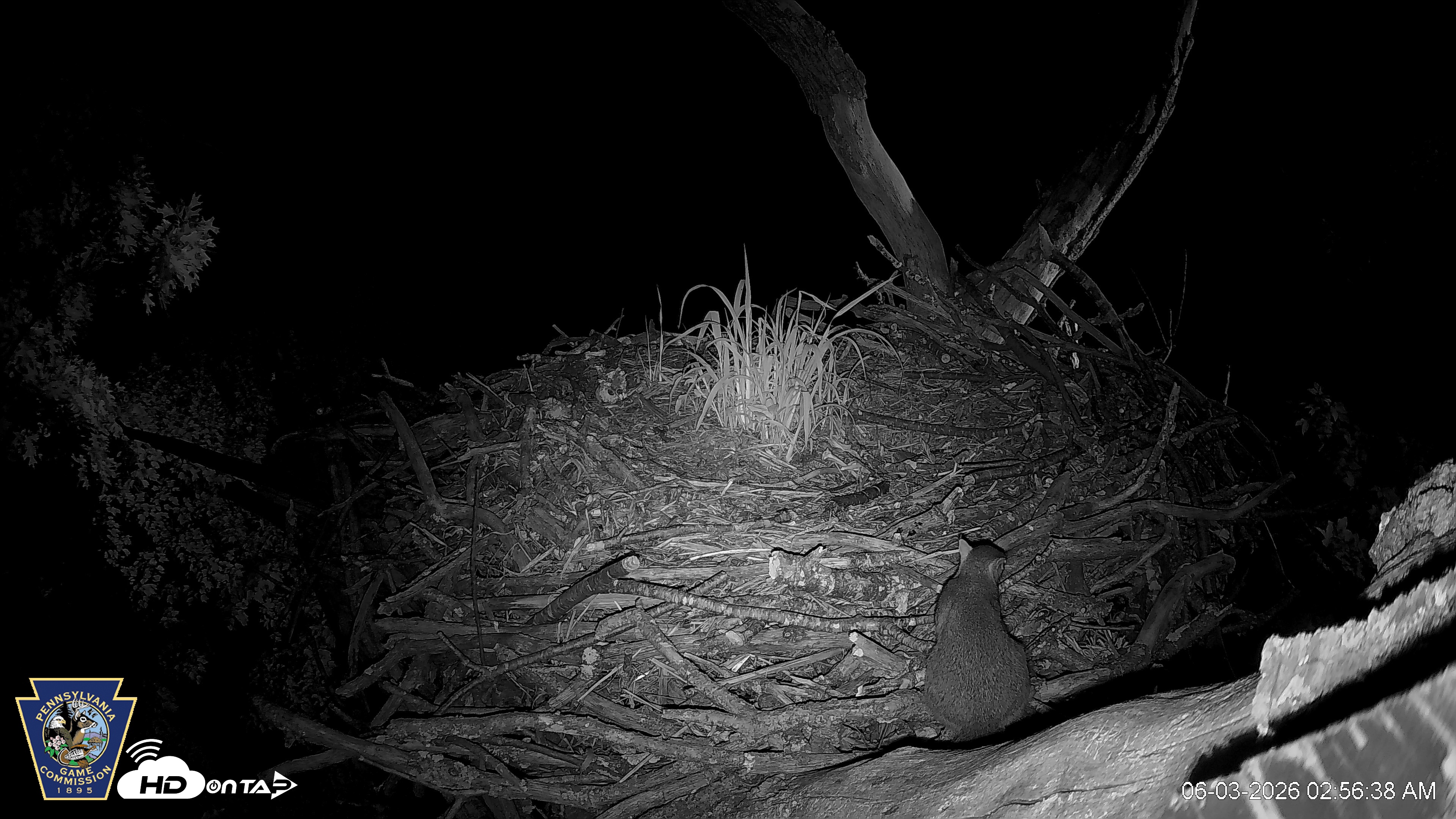 Snapshot of Hanover Eagles Live Cam taken Jun 3, 2026, 2:57am EDT