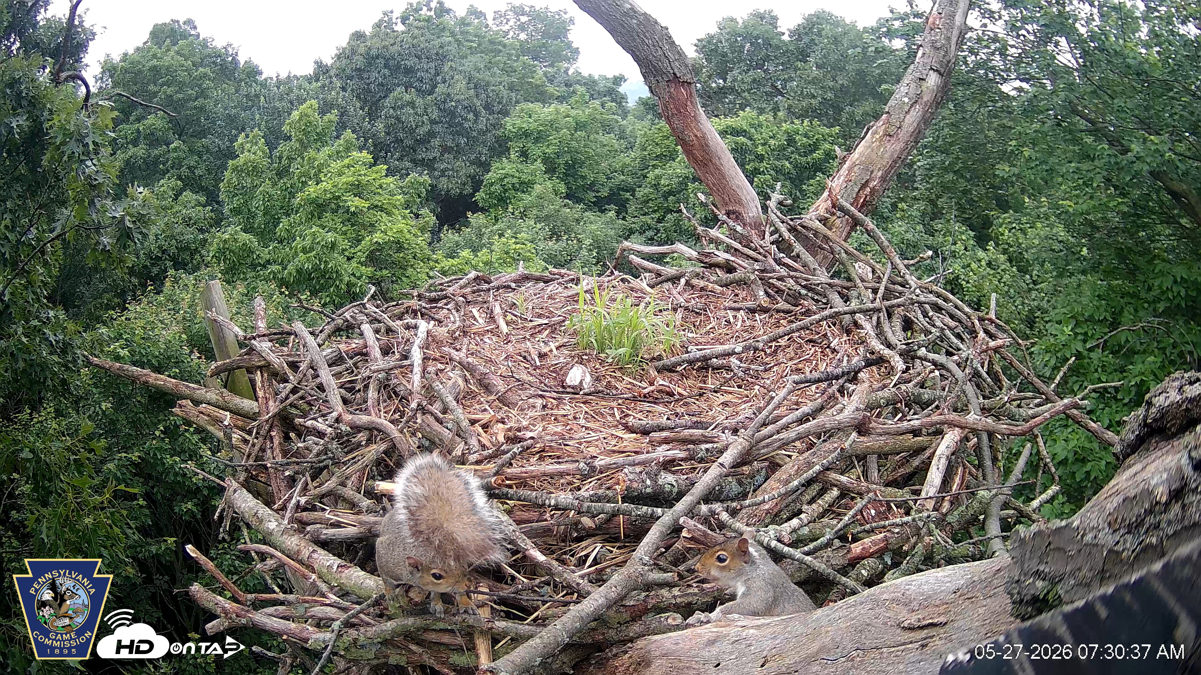 Snapshot of Hanover Eagles Live Cam taken May 27, 2026, 7:31am EDT