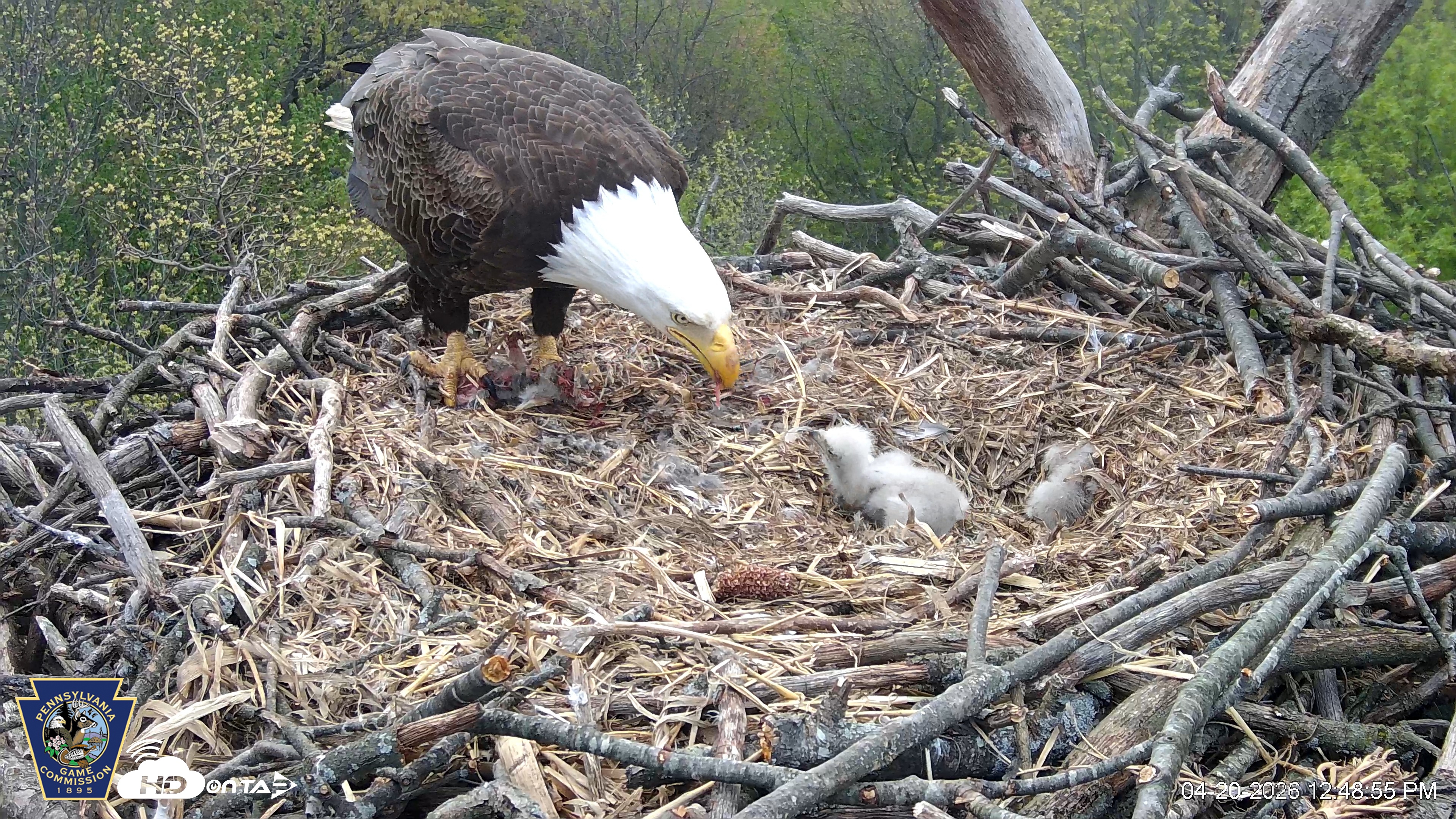 Snapshot of Hanover Eagles Live Cam taken Apr 20, 2026, 12:49pm EDT