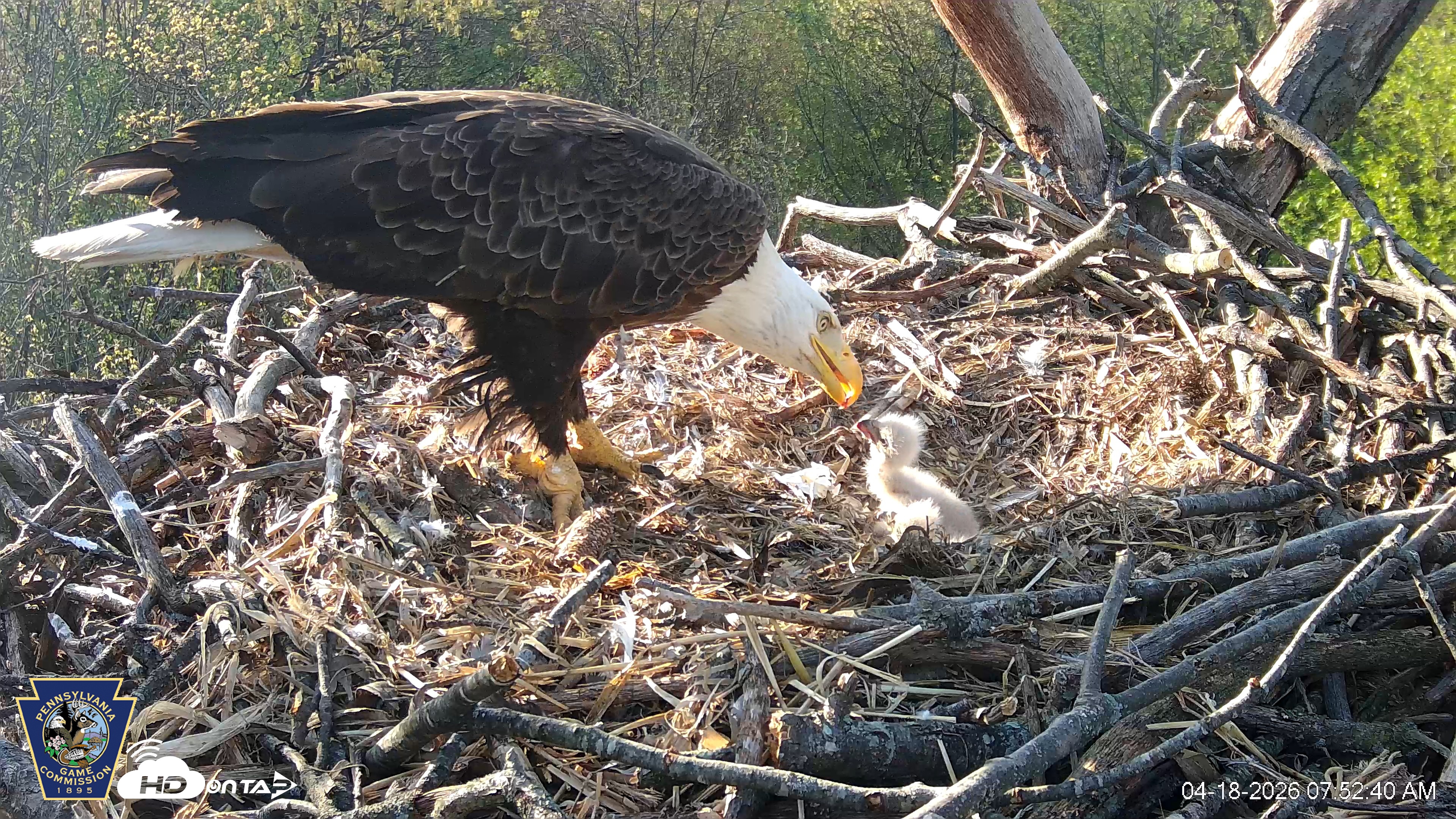 Snapshot of Hanover Eagles Live Cam taken Apr 18, 2026, 7:52am EDT