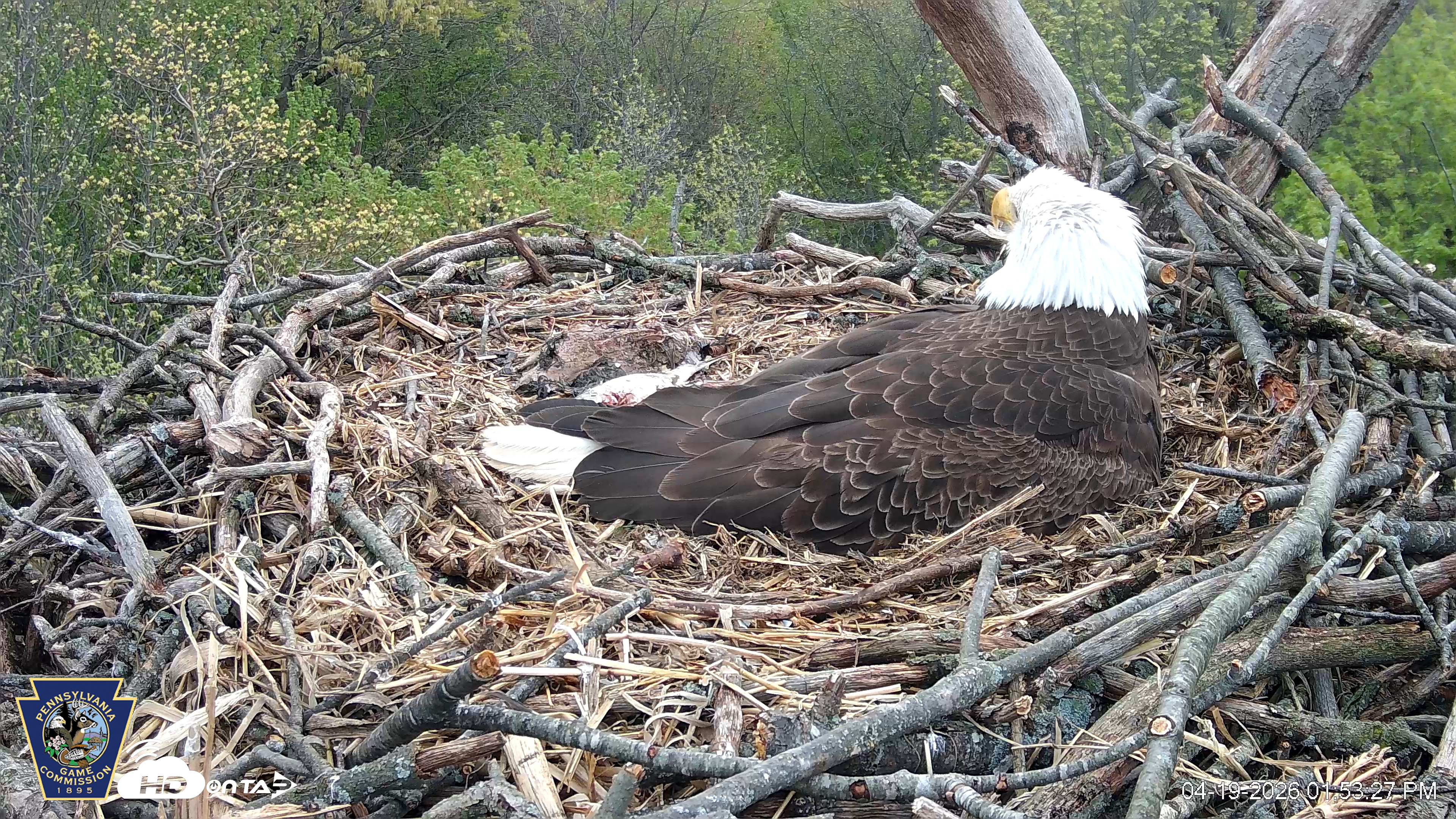 Snapshot of Hanover Eagles Live Cam taken Apr 19, 2026, 1:53pm EDT